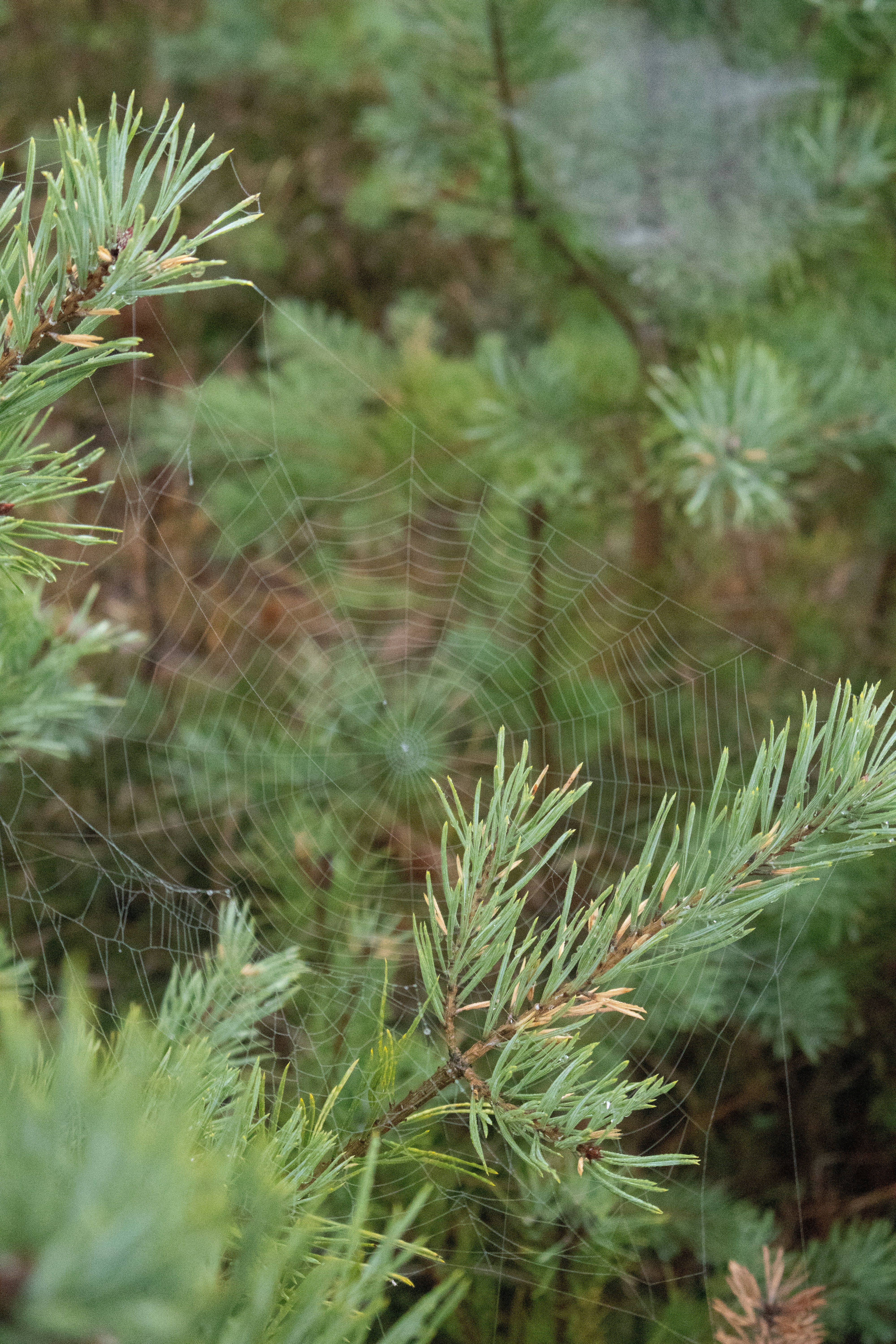 Photo by tanyabarrow