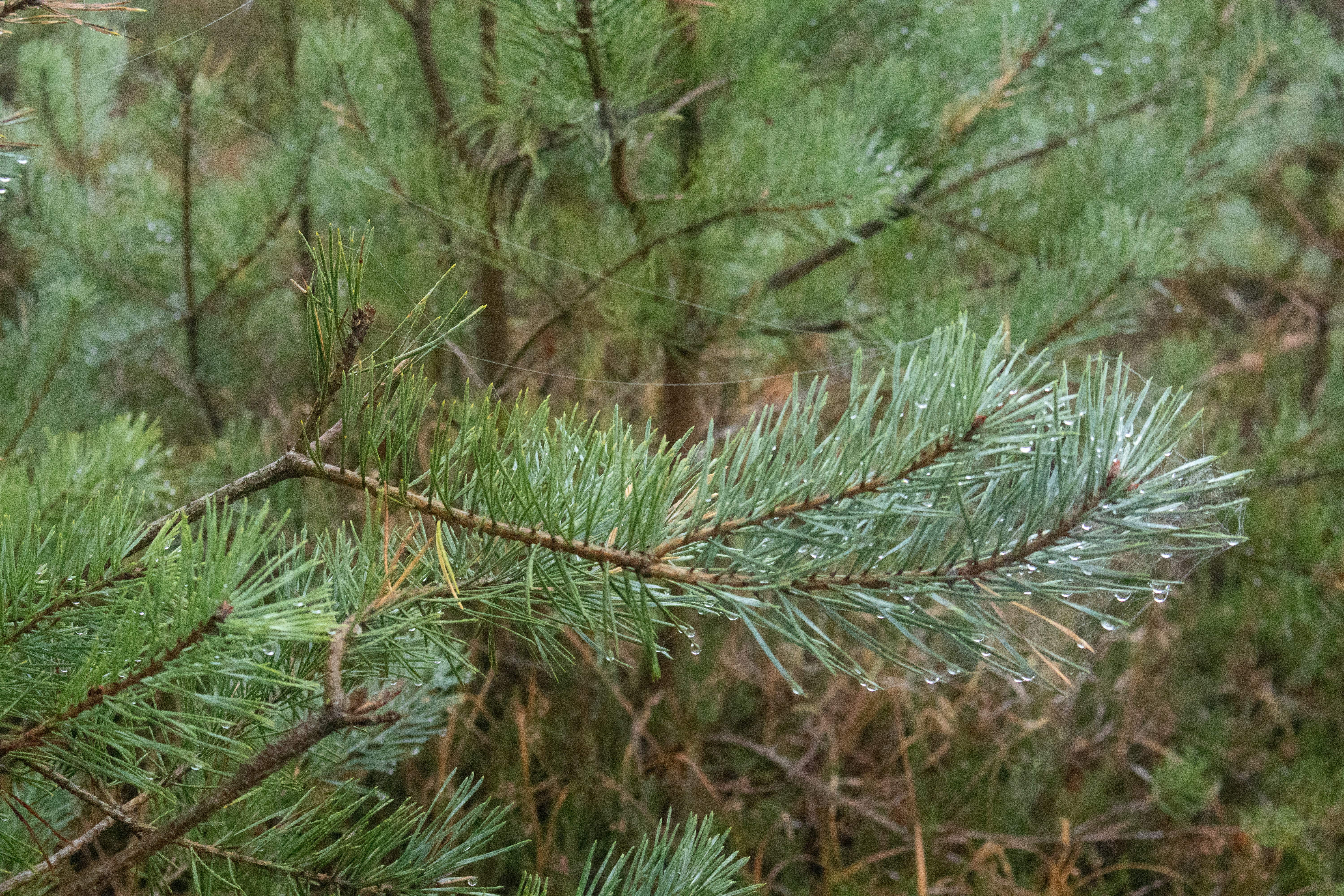 Photo by tanyabarrow