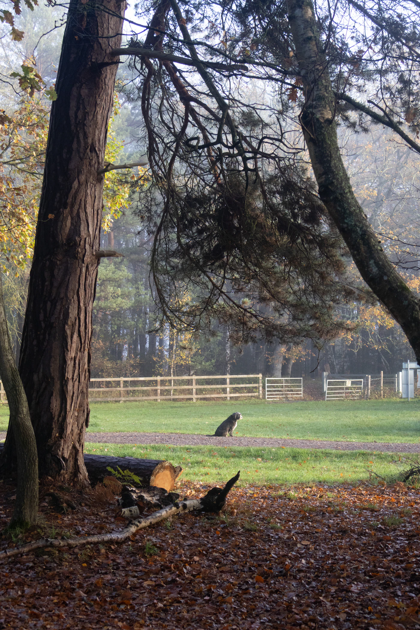 A single calm dog sitting and waiting on a quiet path in a misty autumn park