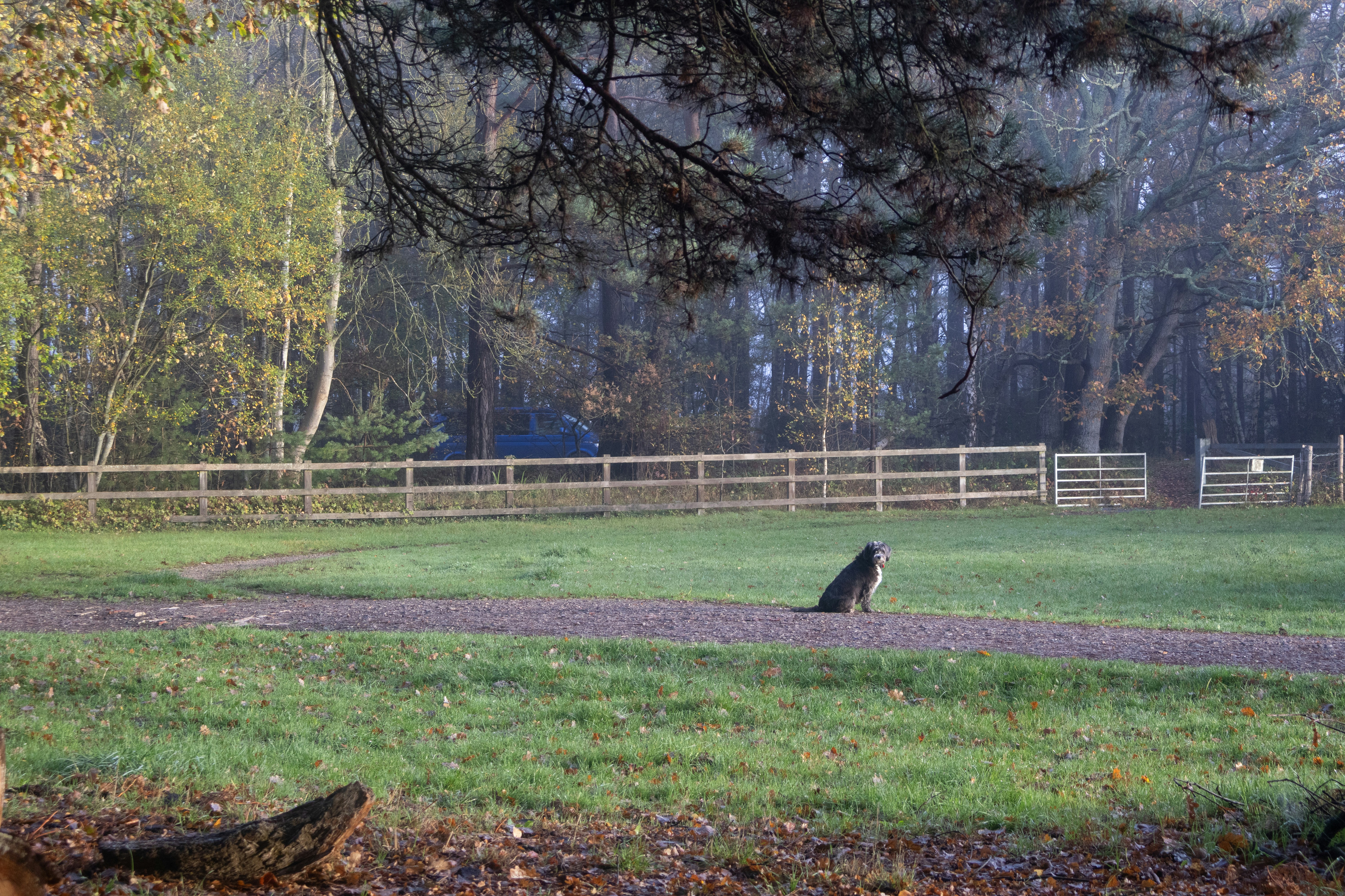 Countryside Veterinary Dog Park