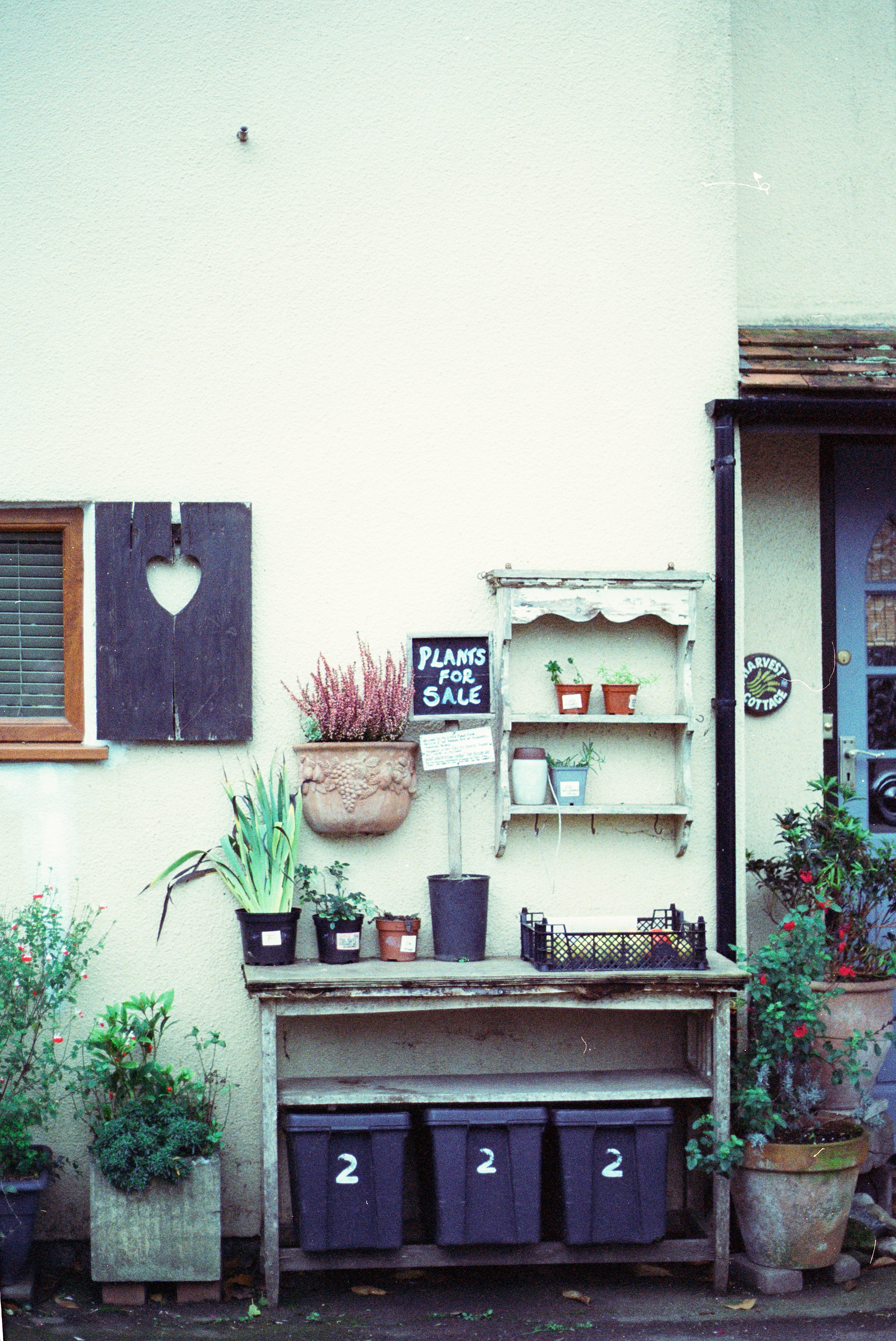 potted plants outdoor idea 7