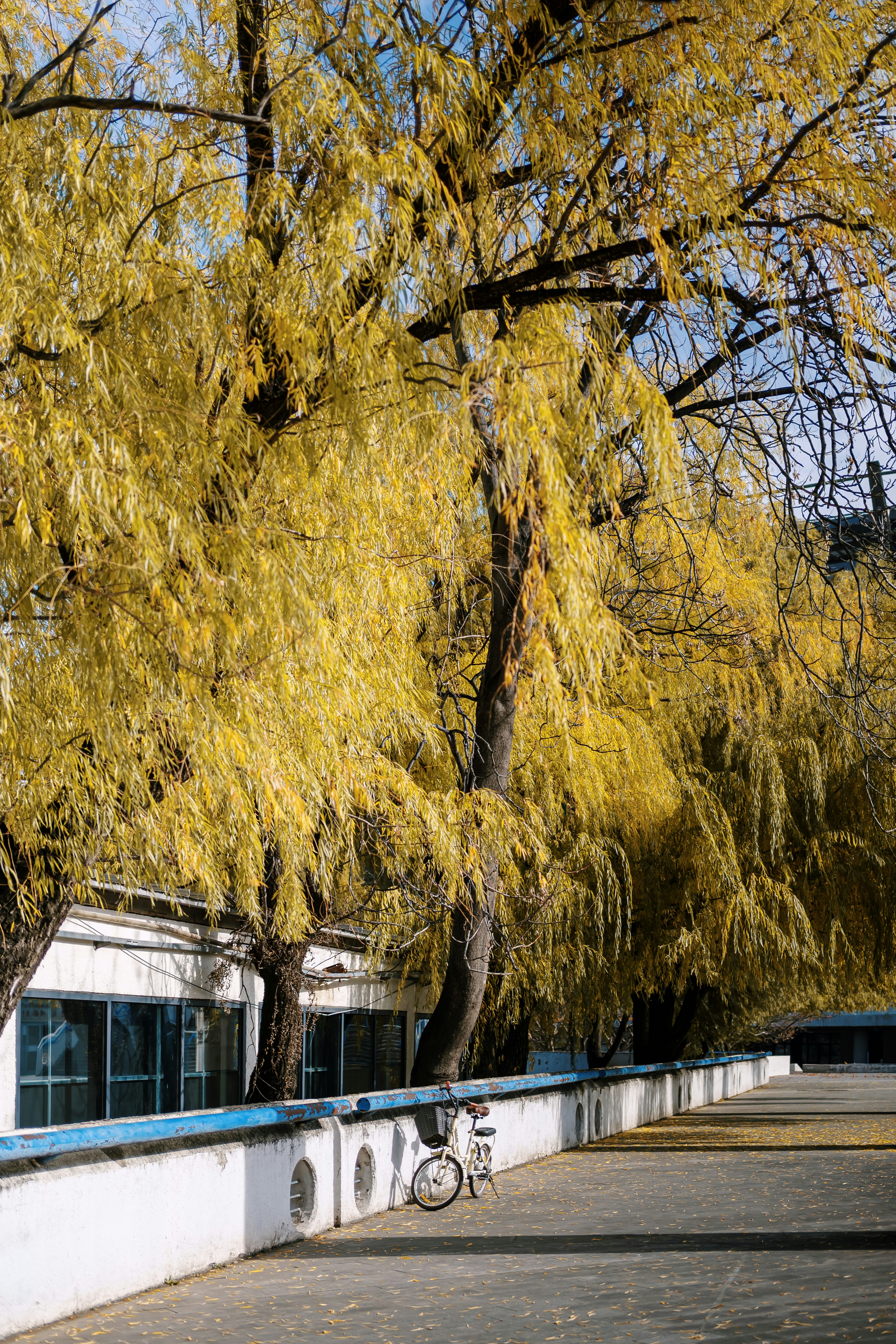Tall trees with yellow leaves line a walkway.