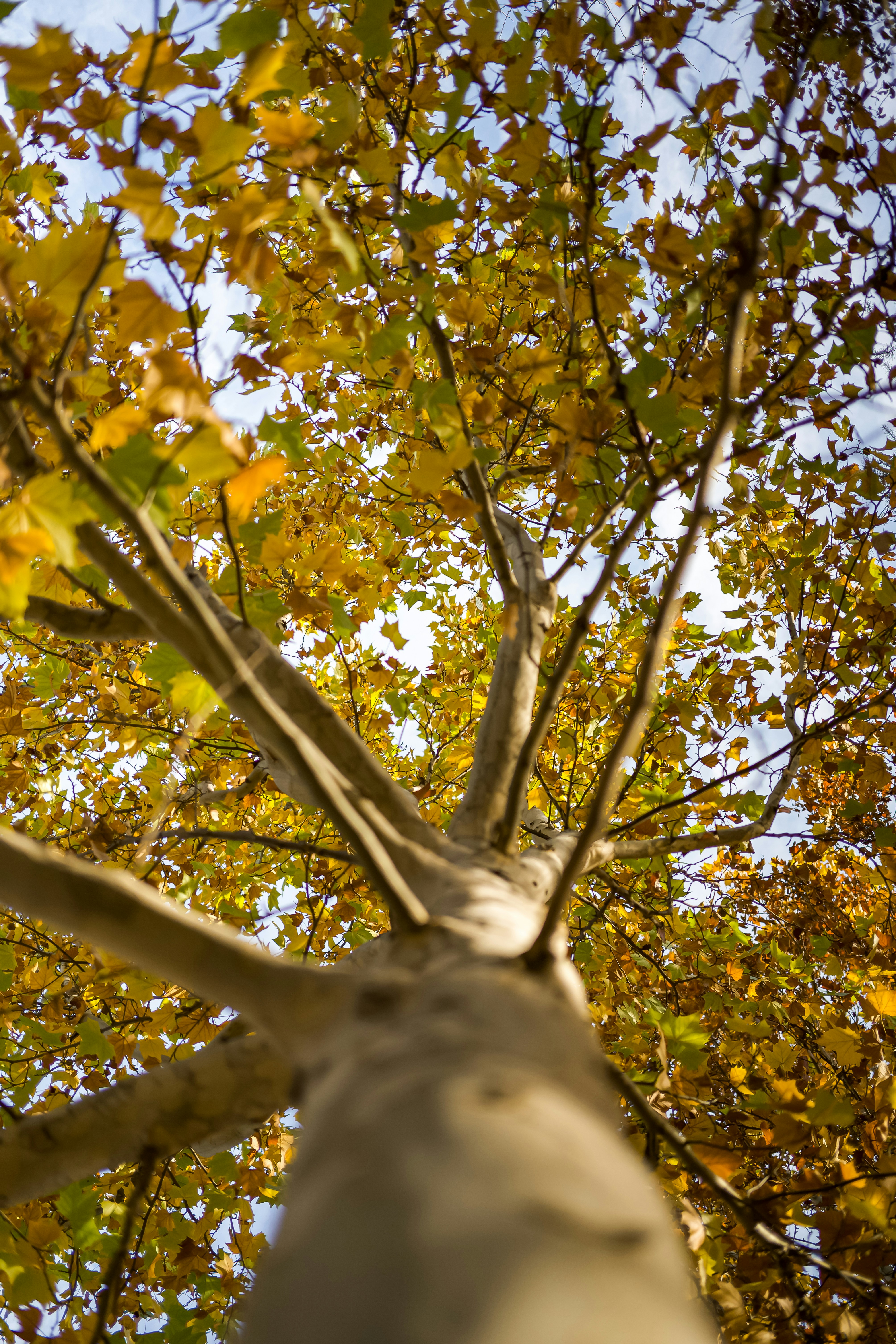 Looking up at autumn leaves on a tree branch