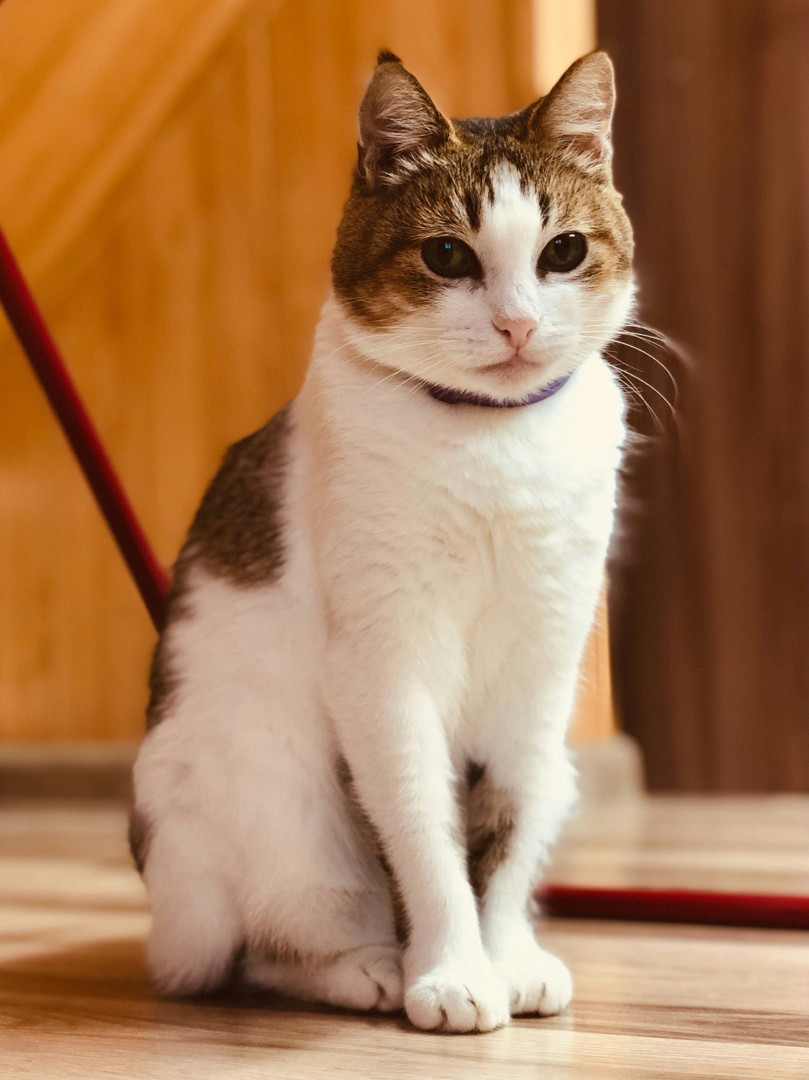 A white cat with brown markings sits indoors.