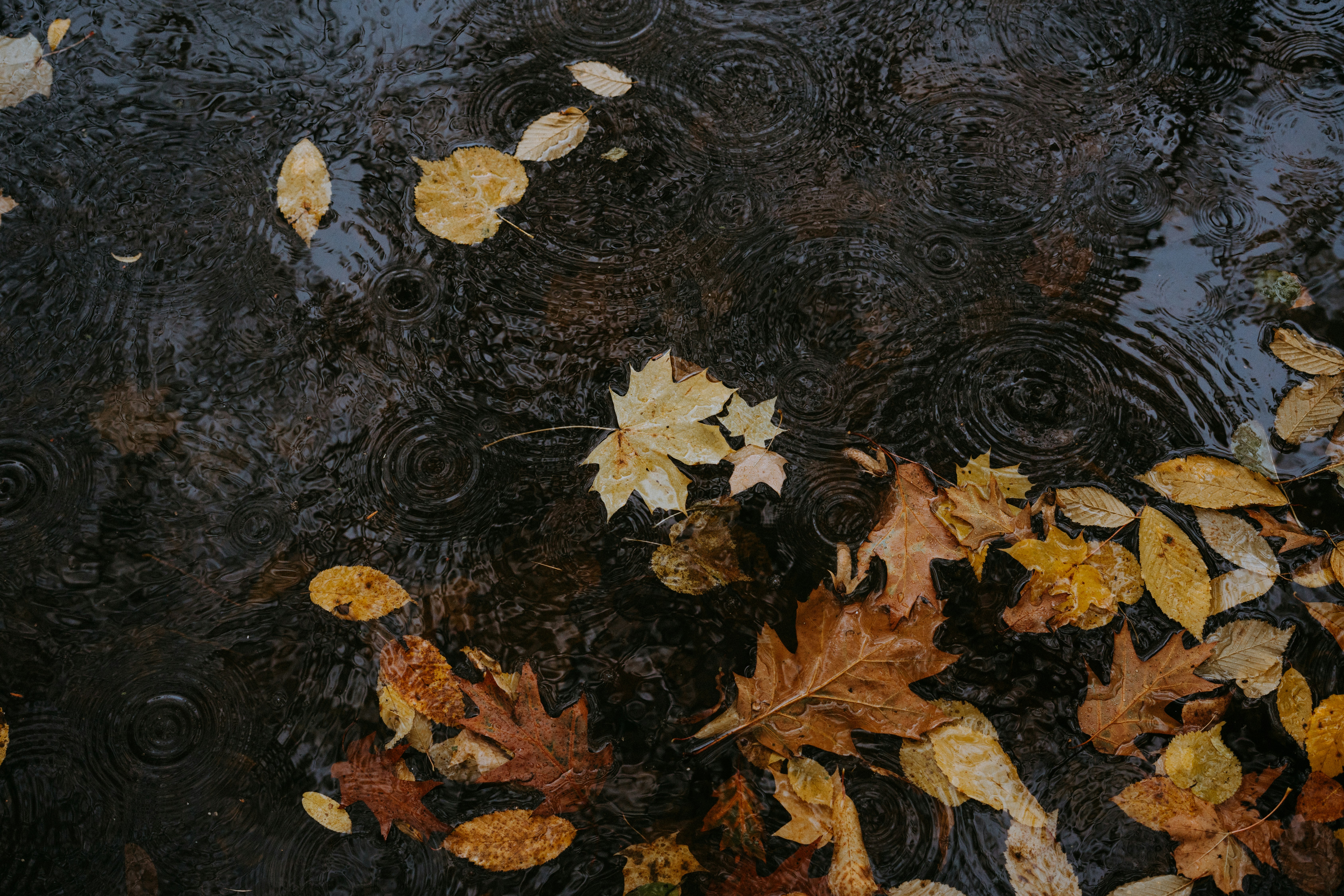 Discover The Methods Which Innovative Approaches And Tools Make It Possible For Skilled Carpet Cleaners To Resolve Stubborn Discolorations And Gunks-- Your Carpets Quality This Standard Of Interest