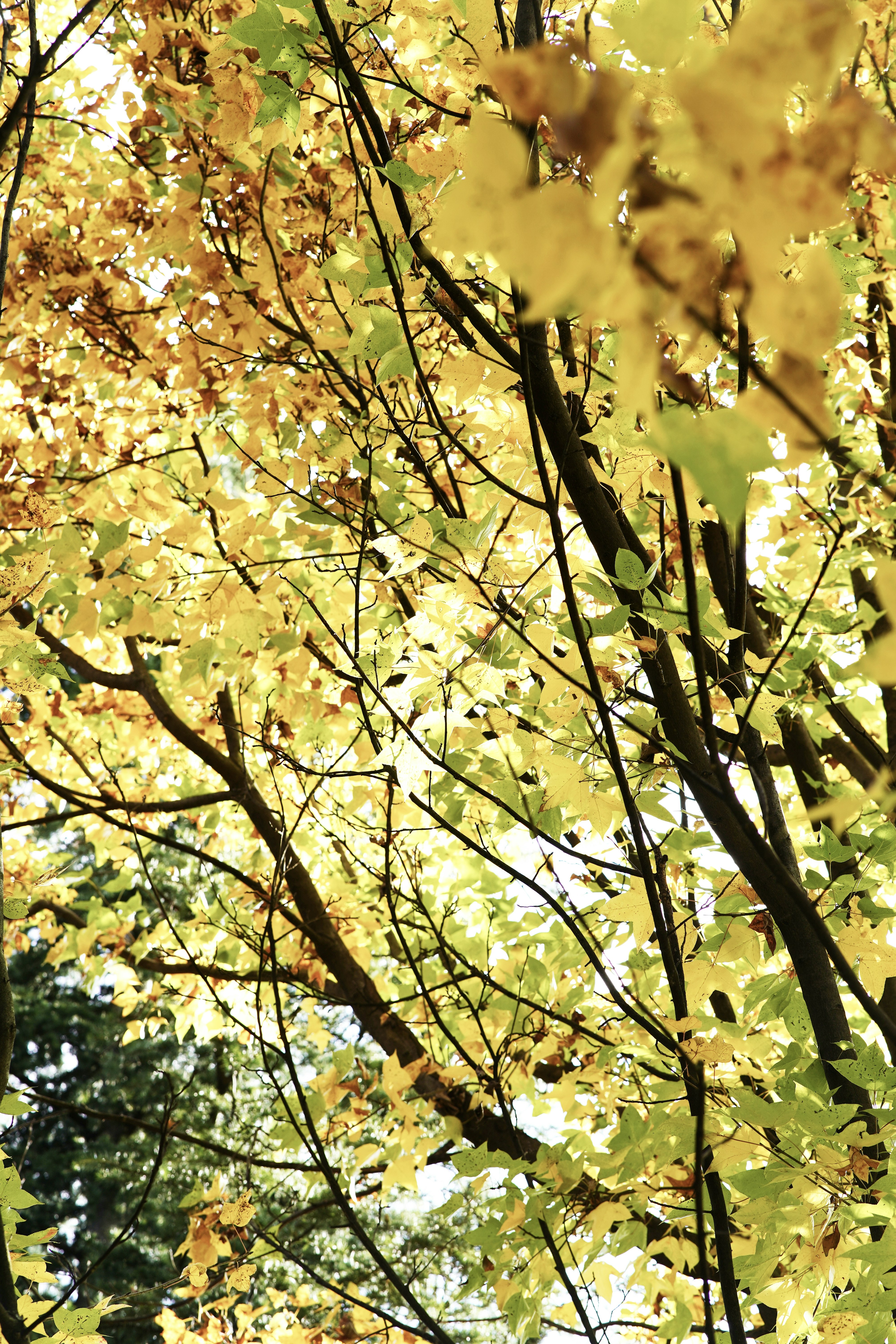 Photo by yunwuwanzi