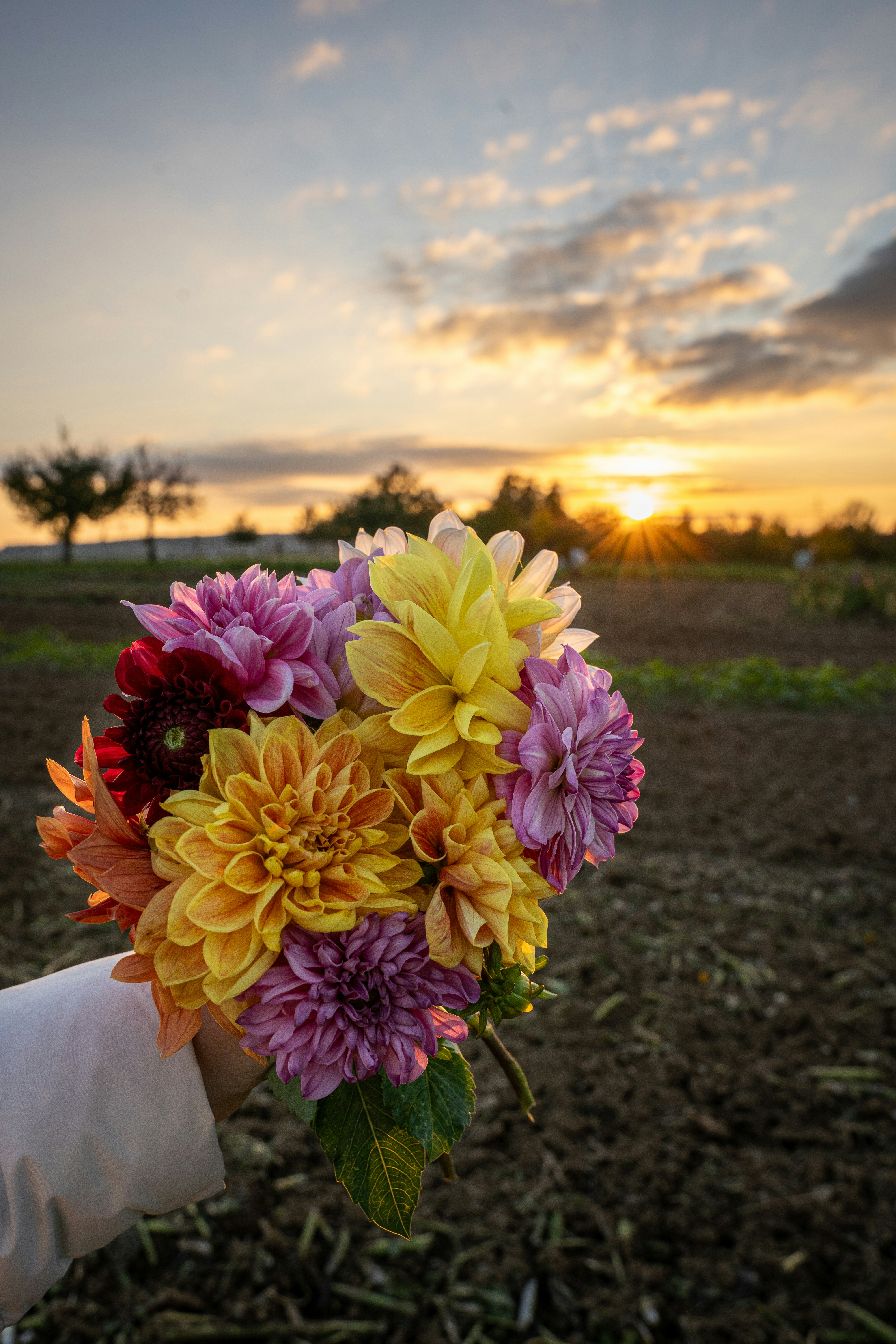 That moment when the light is perfect, and you just have to stop to take it all in — flowers, sunset, and gratitude bundled in your hand. 🌸