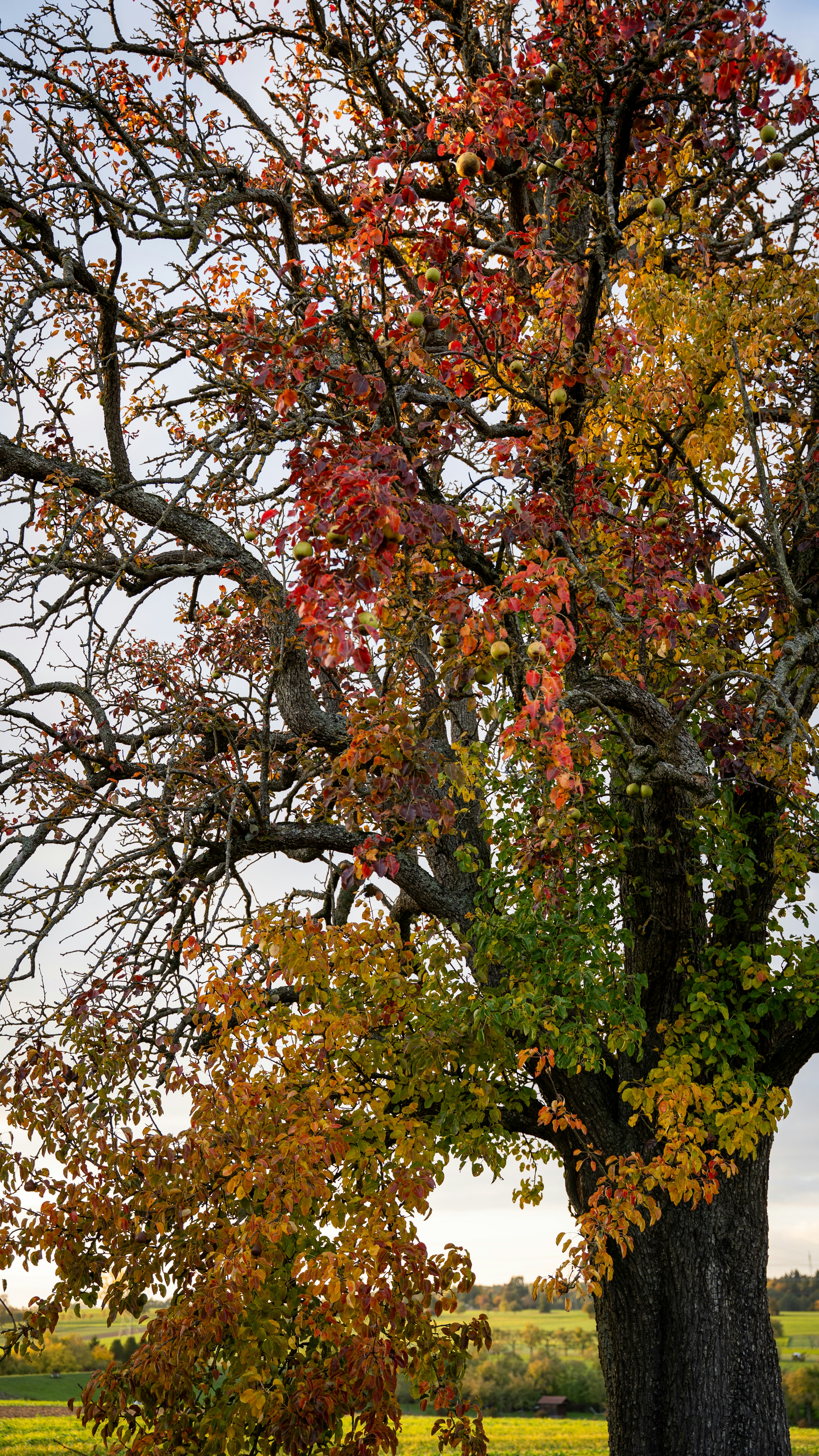 In every fading leaf lies a reminder of resilience—the quiet strength to let go and the beauty that unfolds when we do. This tree stands as a symbol of change embraced with grace.