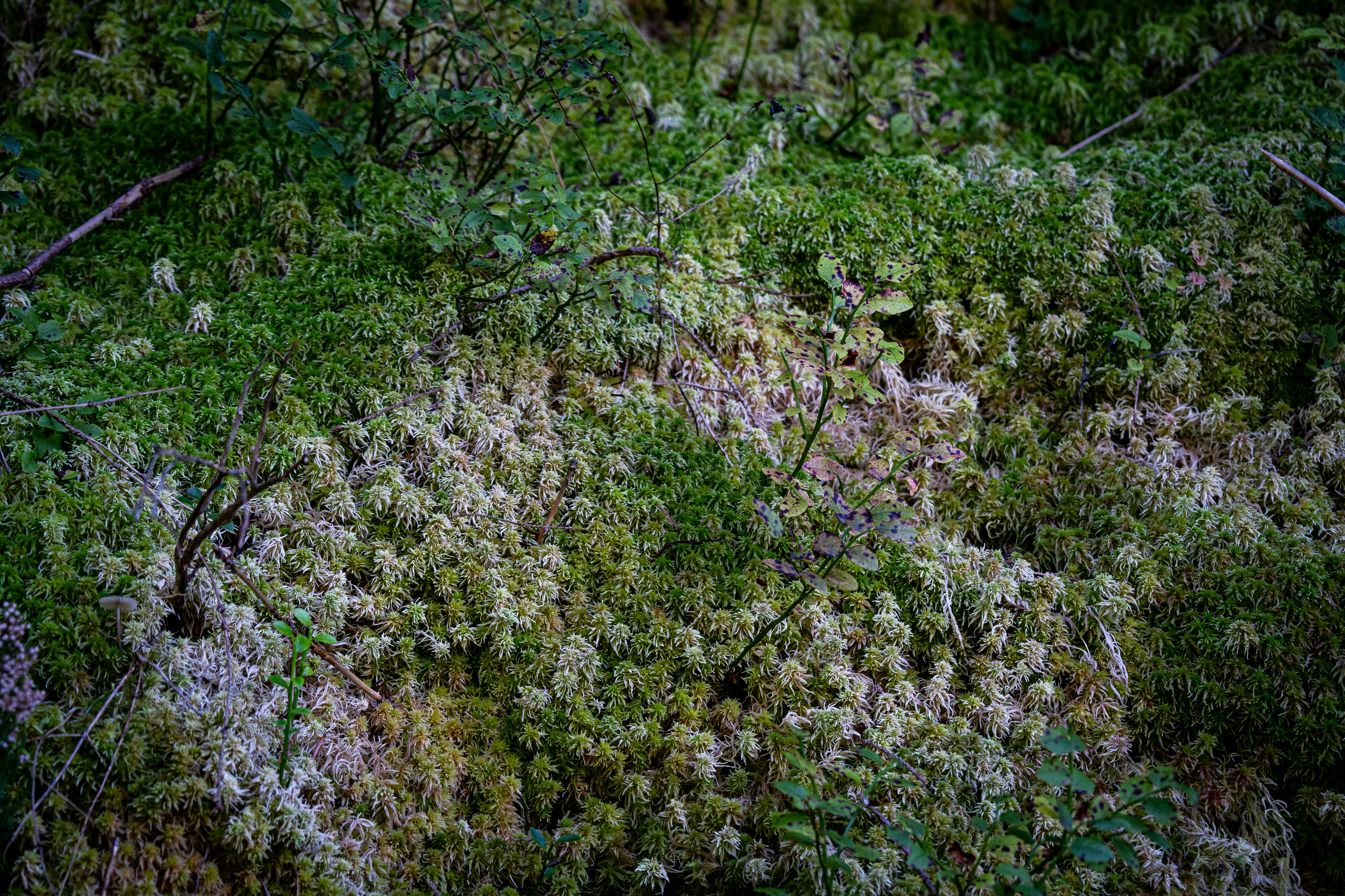 Immerse yourself in the natural texture of a forest floor blanketed with moss and scattered saplings. This image evokes the serenity of untouched woodland—where every shade of green whispers life and renewal.
