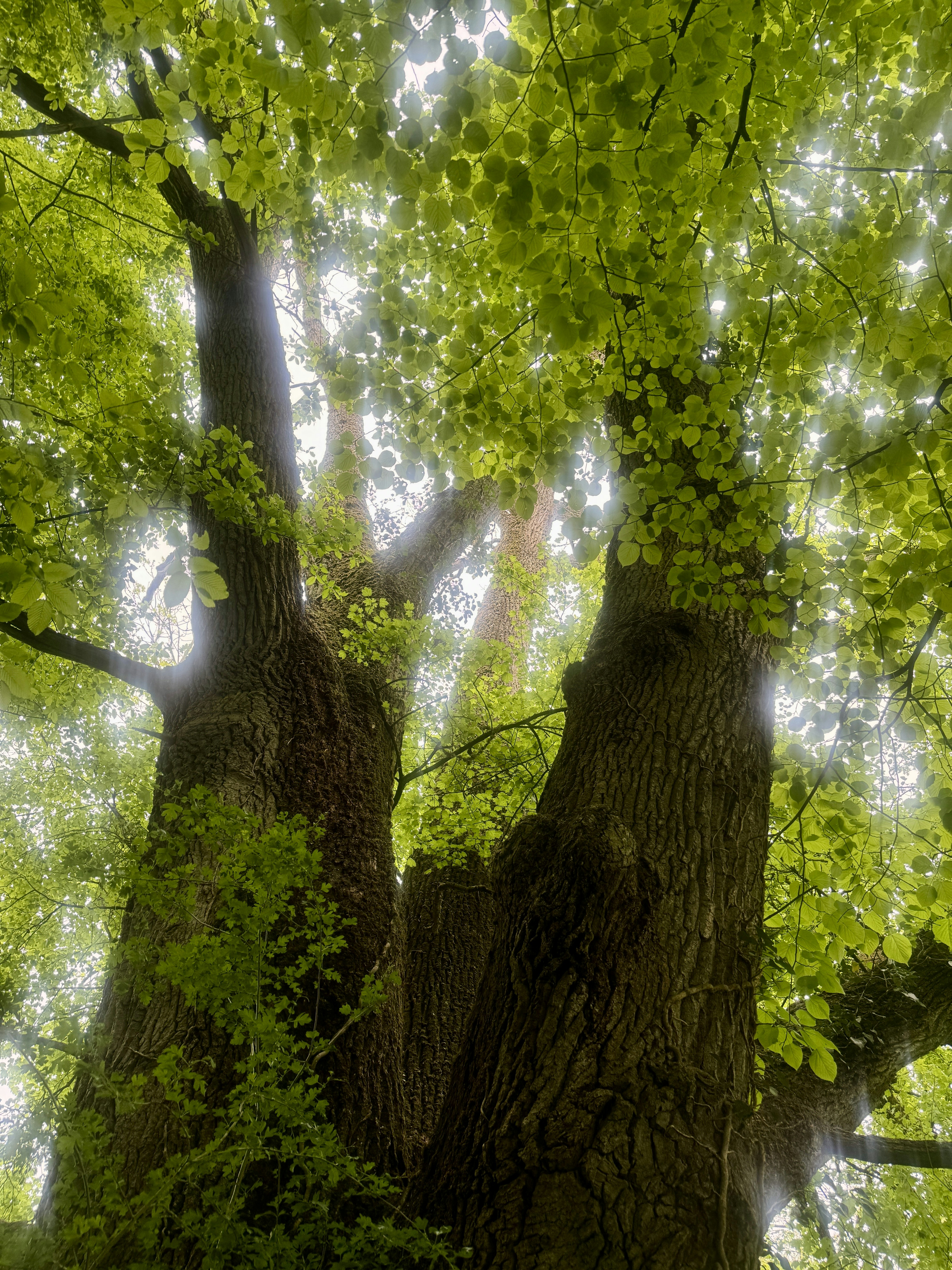 Sunlight filters through lush green tree canopy