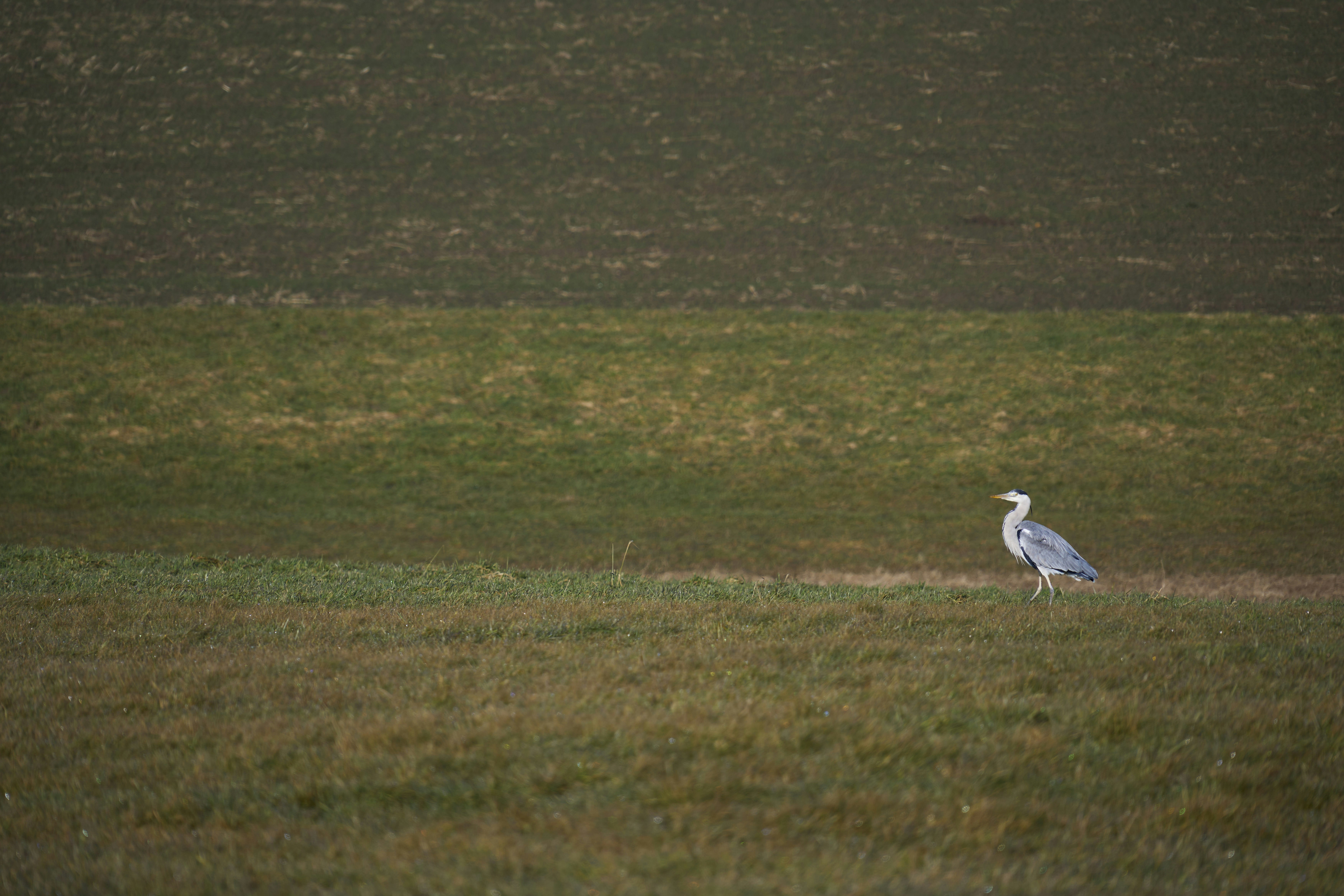 Photo by wolfgang_hasselmann