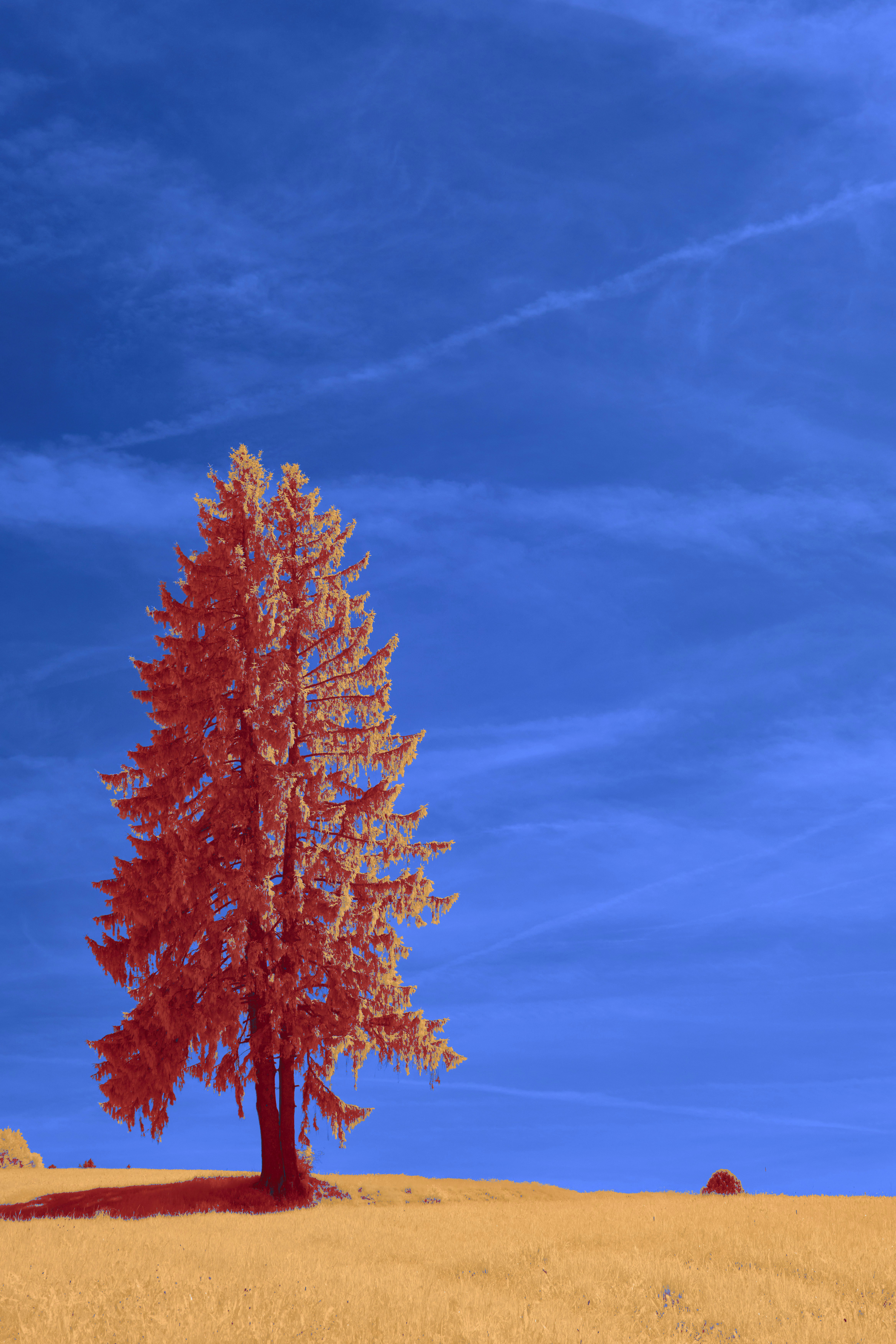 Photo by wolfgang_hasselmann