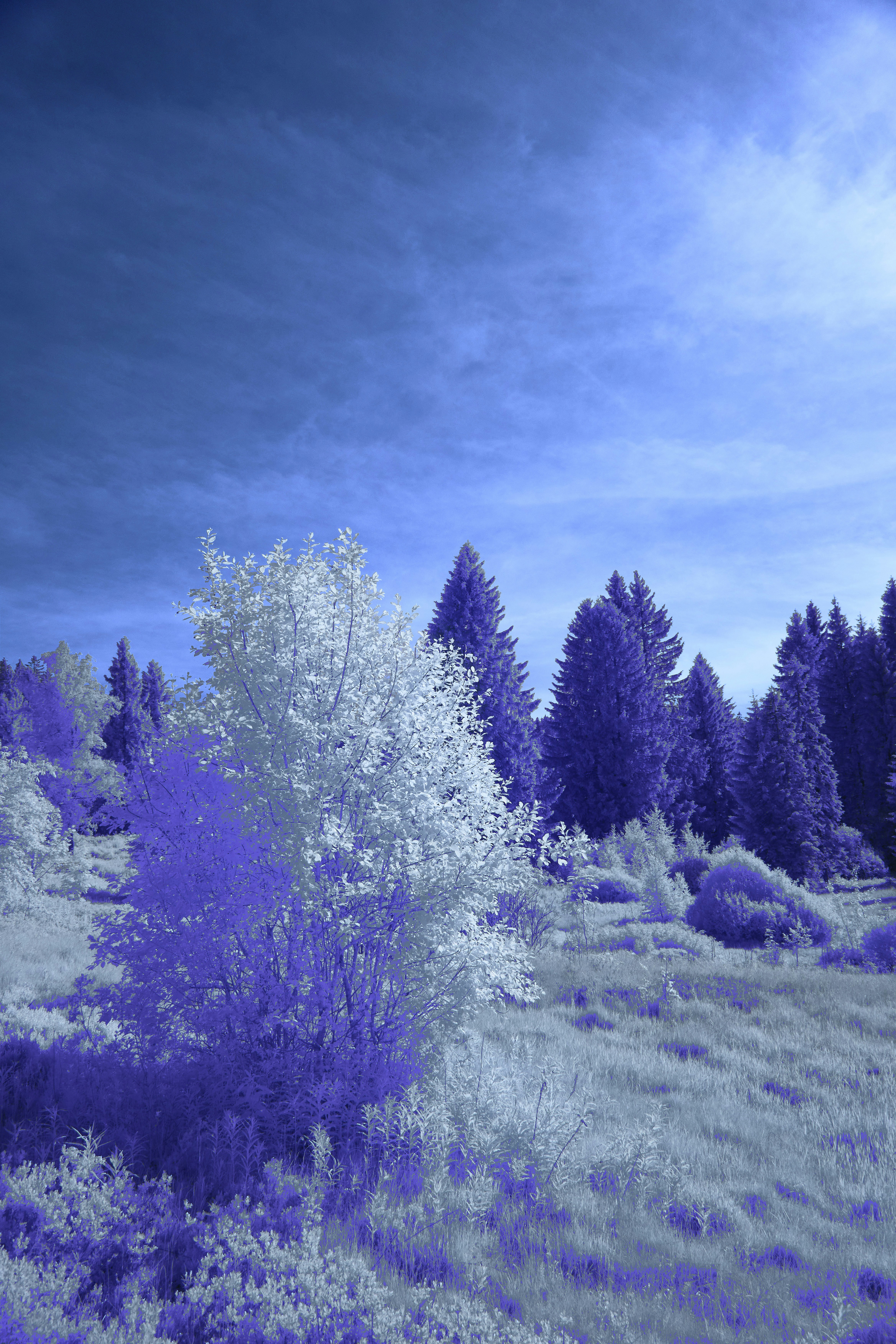 Photo by wolfgang_hasselmann