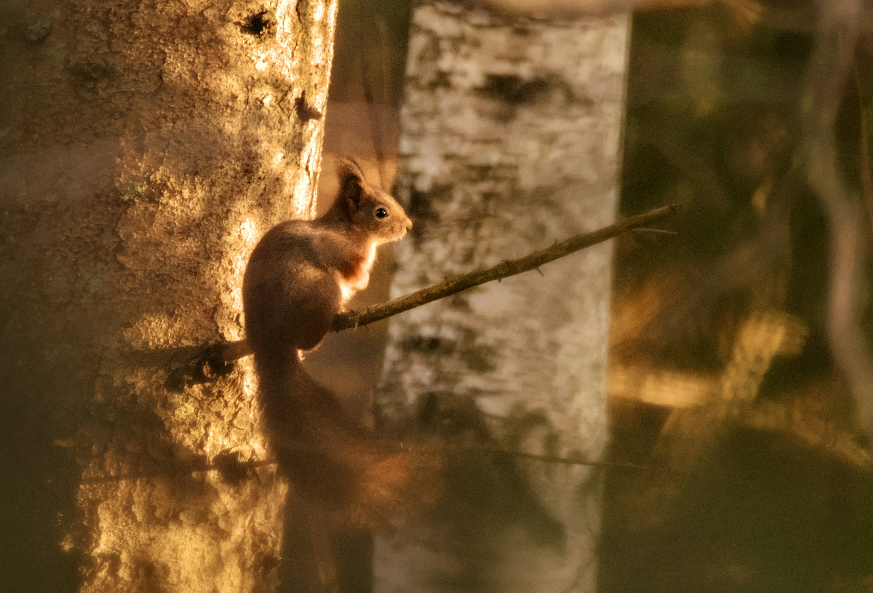 Uno scoiattolo siede su un ramo al sole caldo.