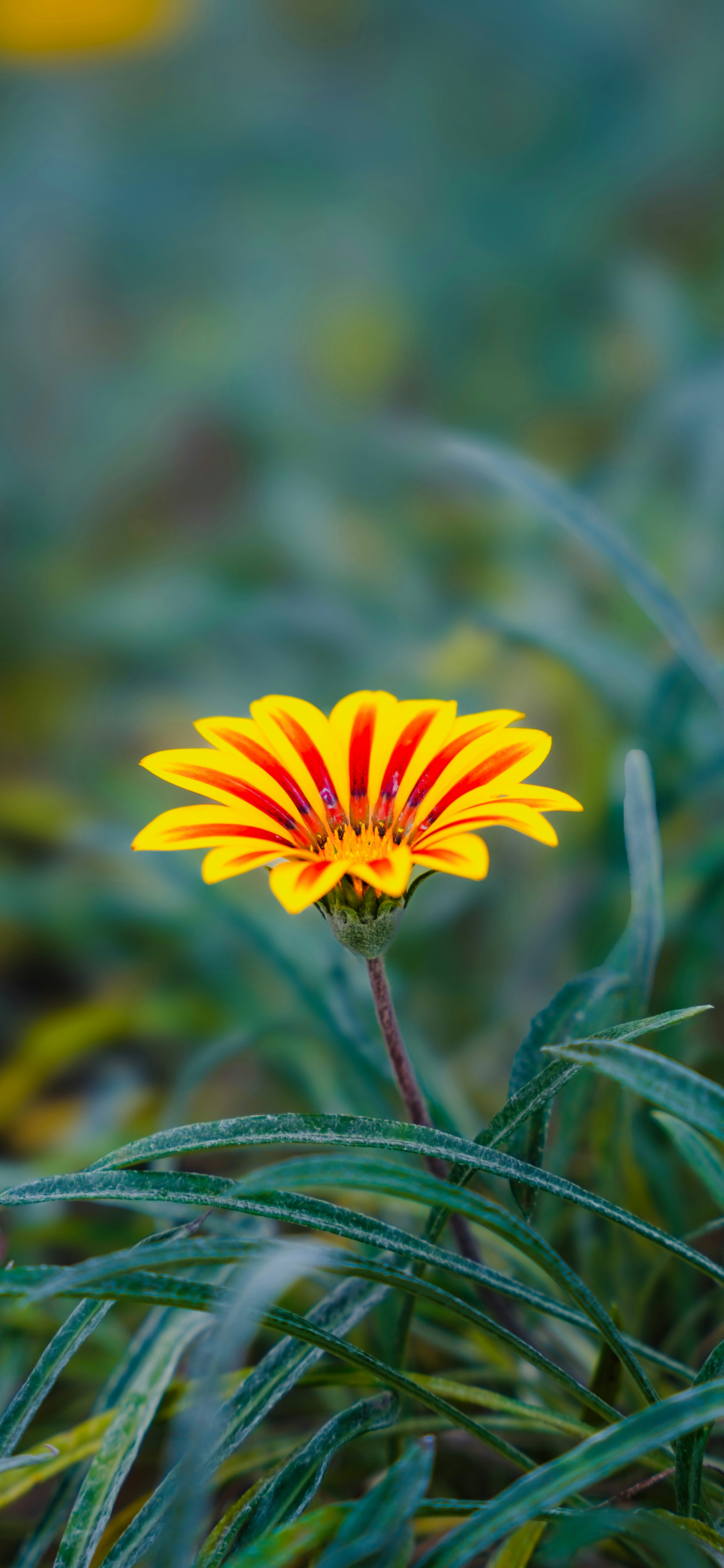 A yellow and red striped flower in green grass