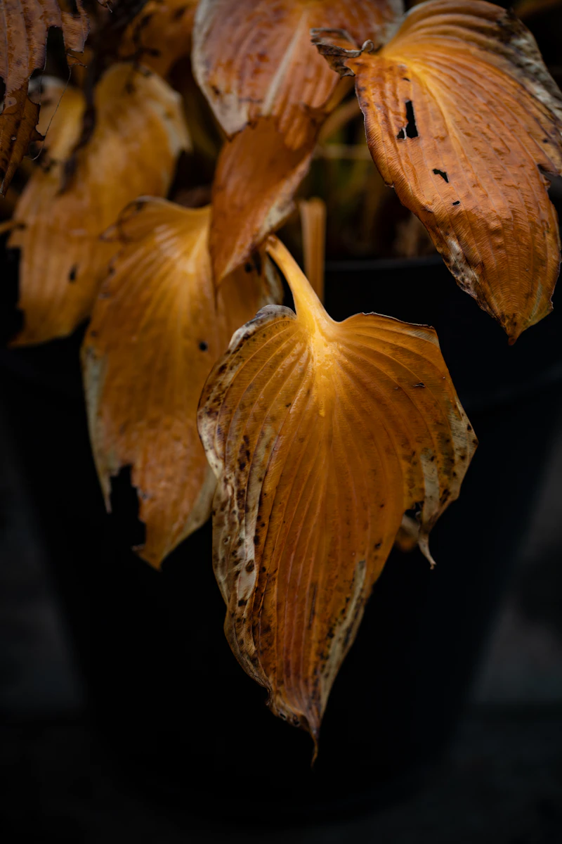 Southern Blight — Sclerotium rolfsii