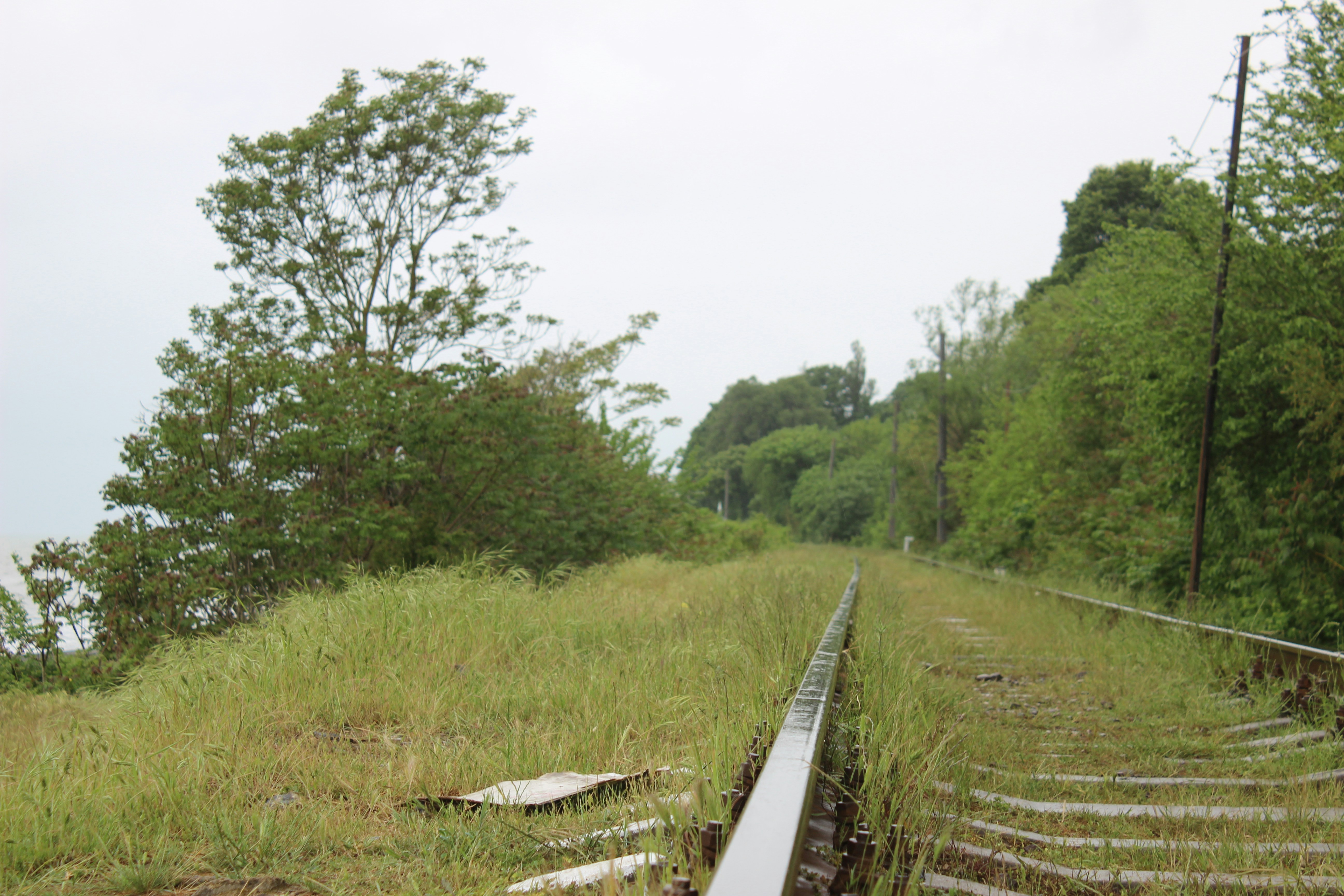 Overgrown train tracks leading into a wooded area