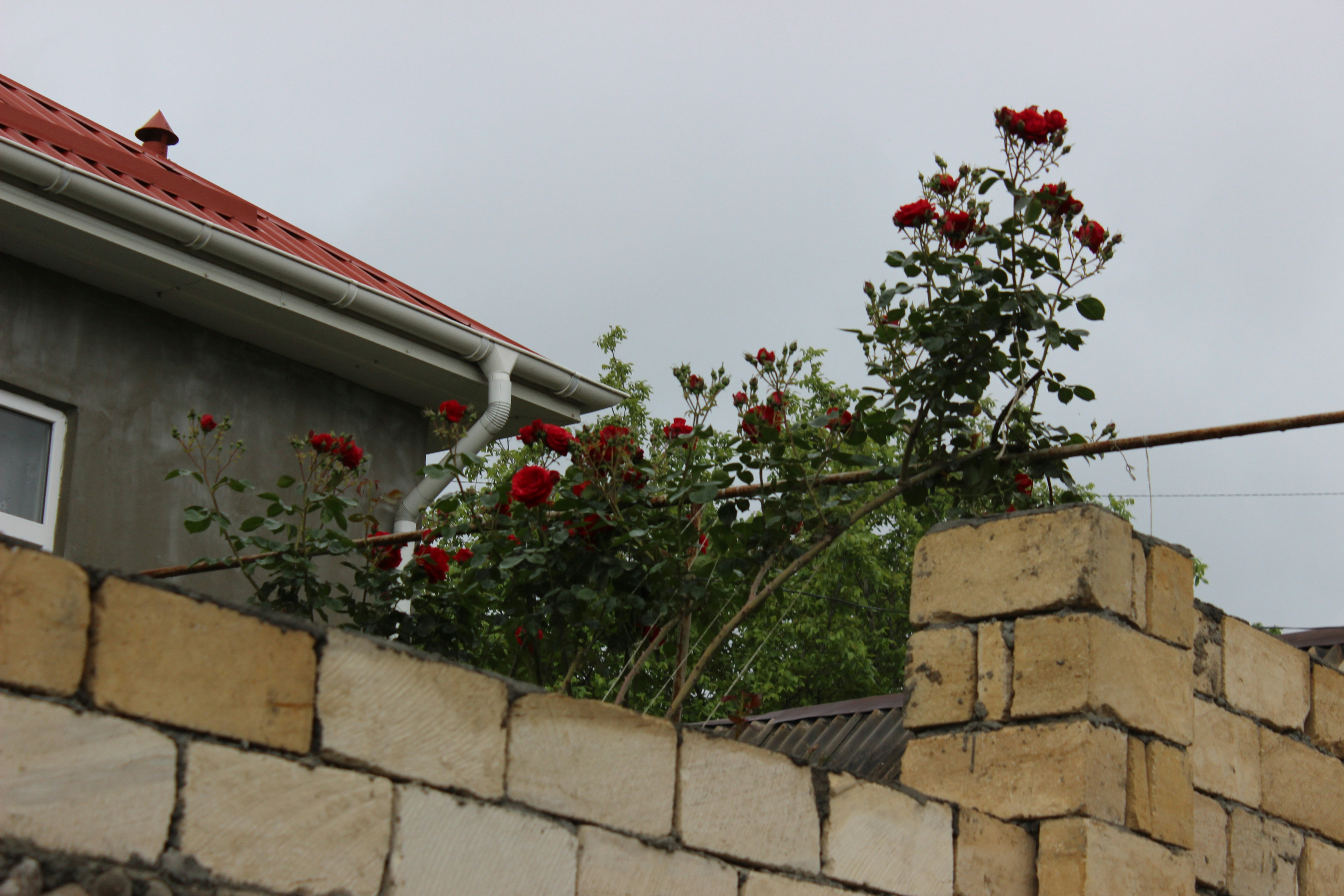 Red roses bloom over a stone wall.