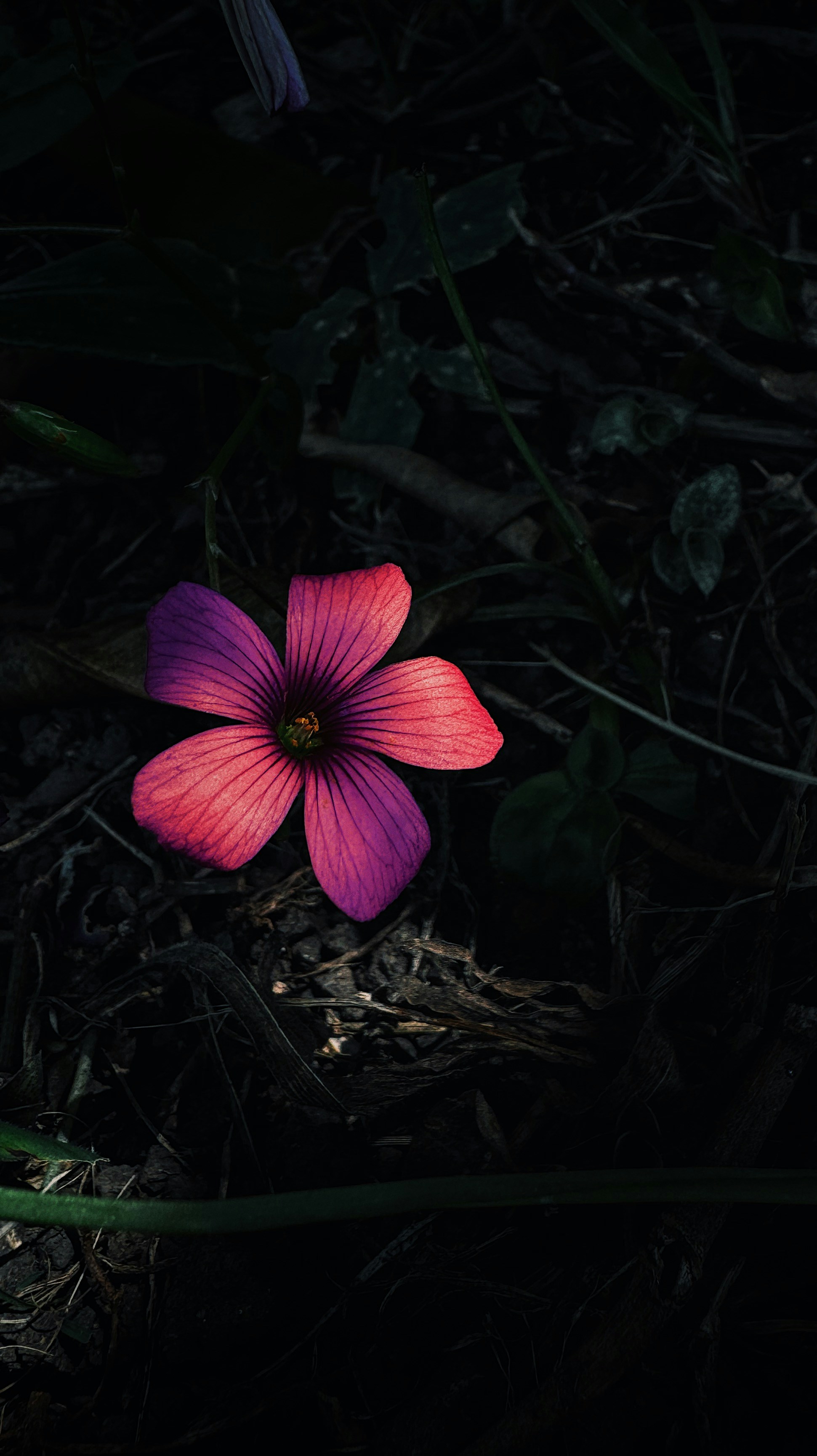 A single pink and purple flower on dark ground.