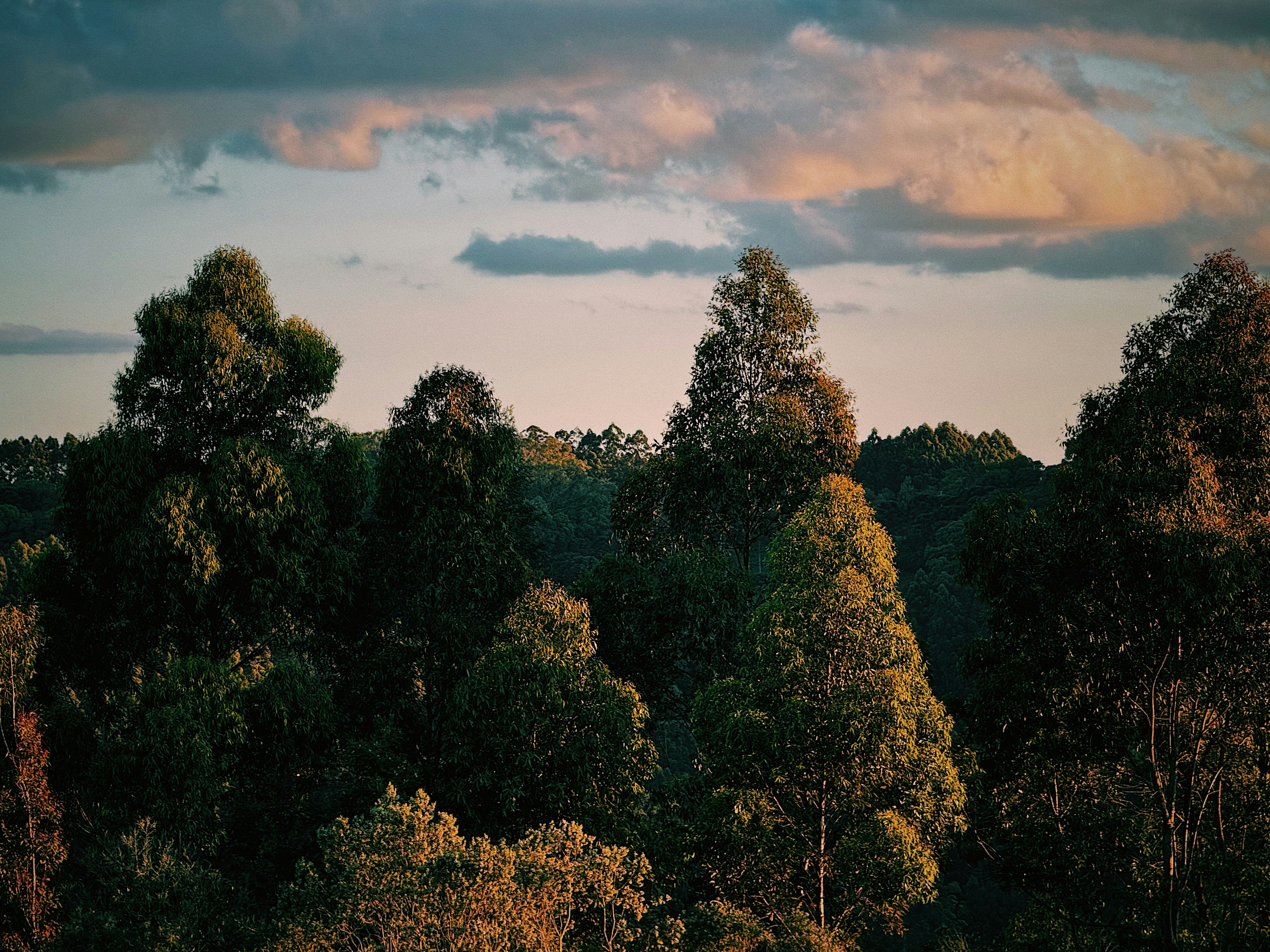 Tall trees against a cloudy sky at sunset photo – Free Forest Image on  Unsplash, image size:3000x2250