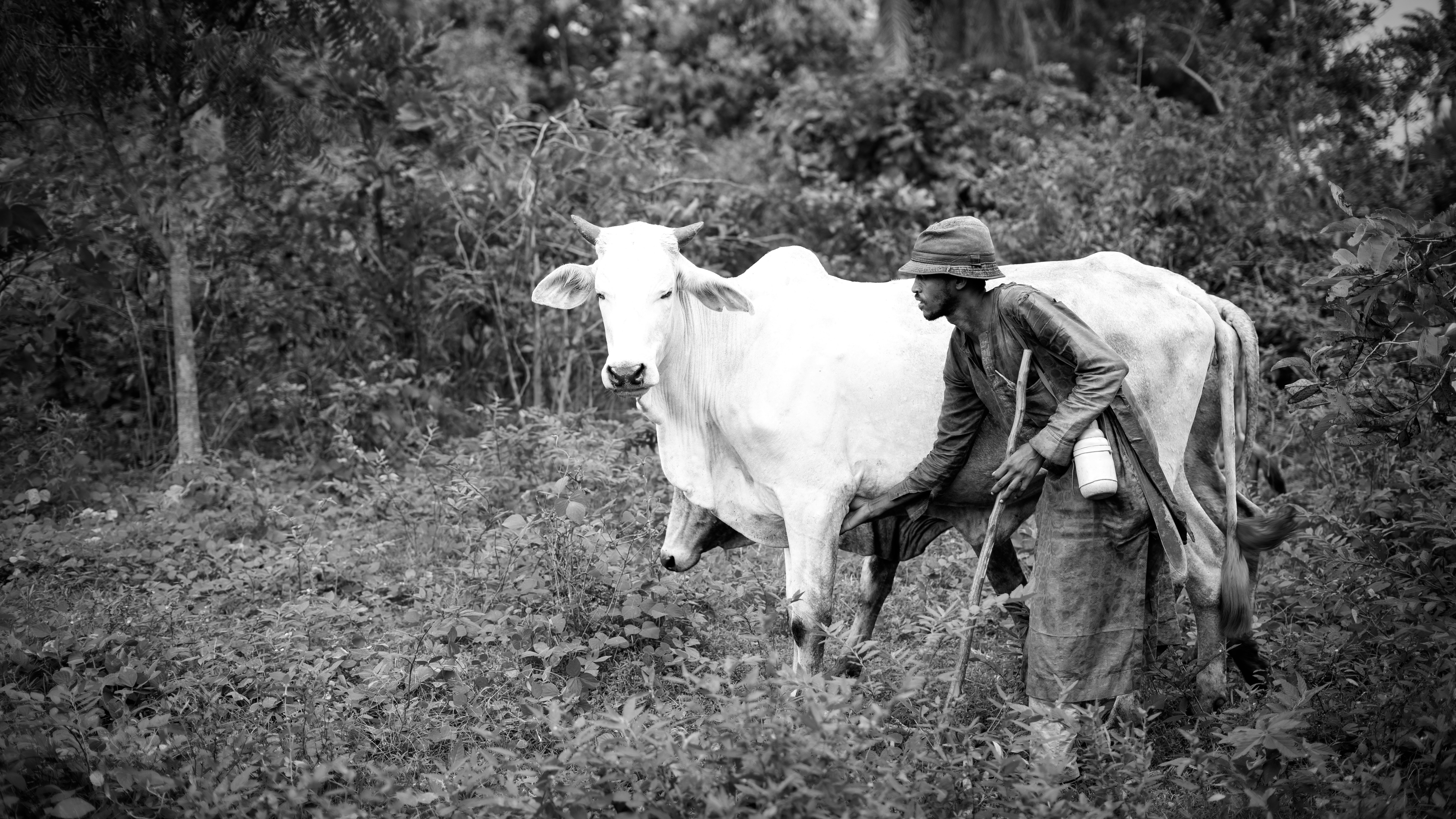 Man milking a white cow in a field.