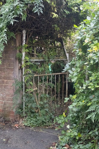 Before — Overgrown Garden → Tidy Section