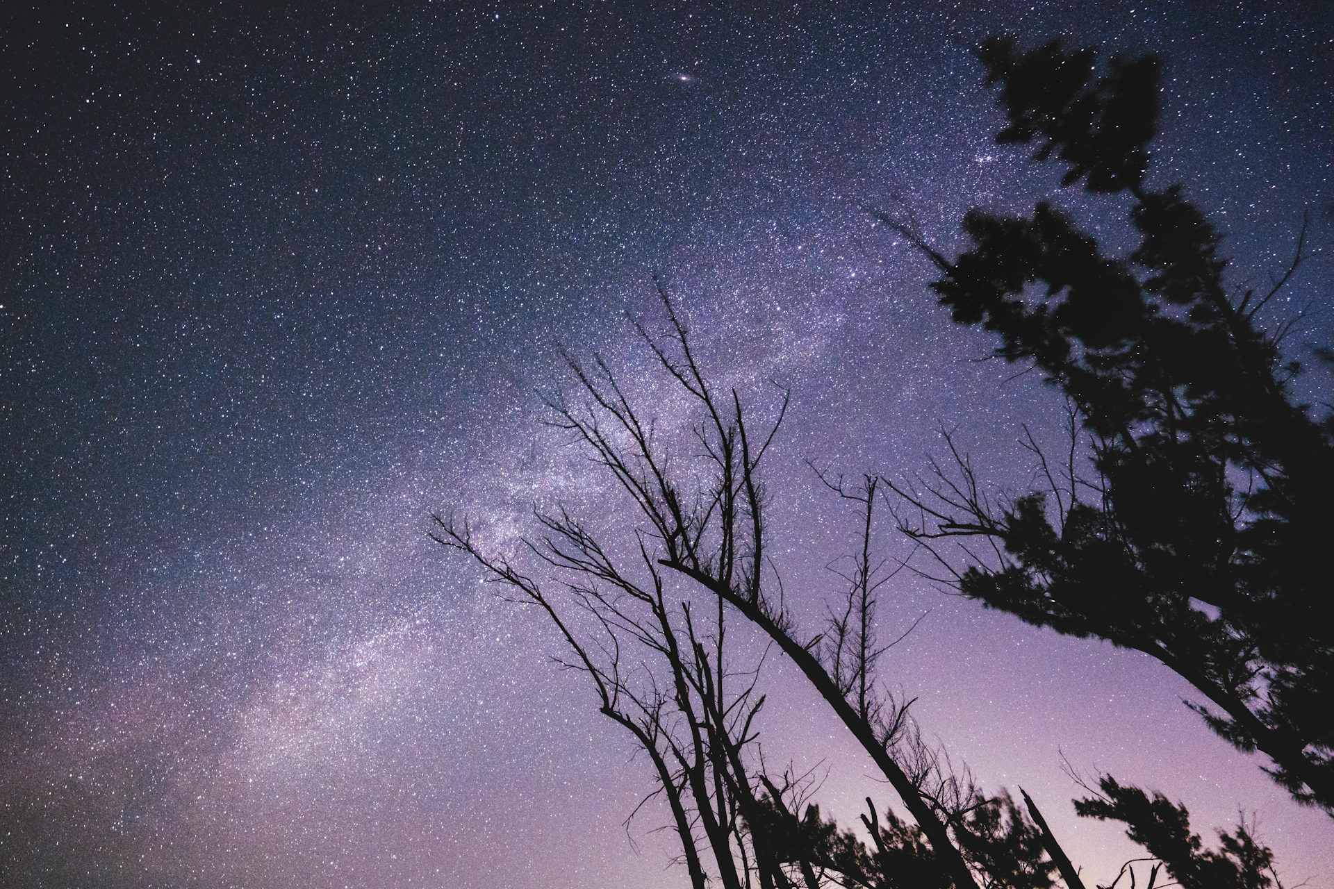 Starry night sky with silhouetted trees