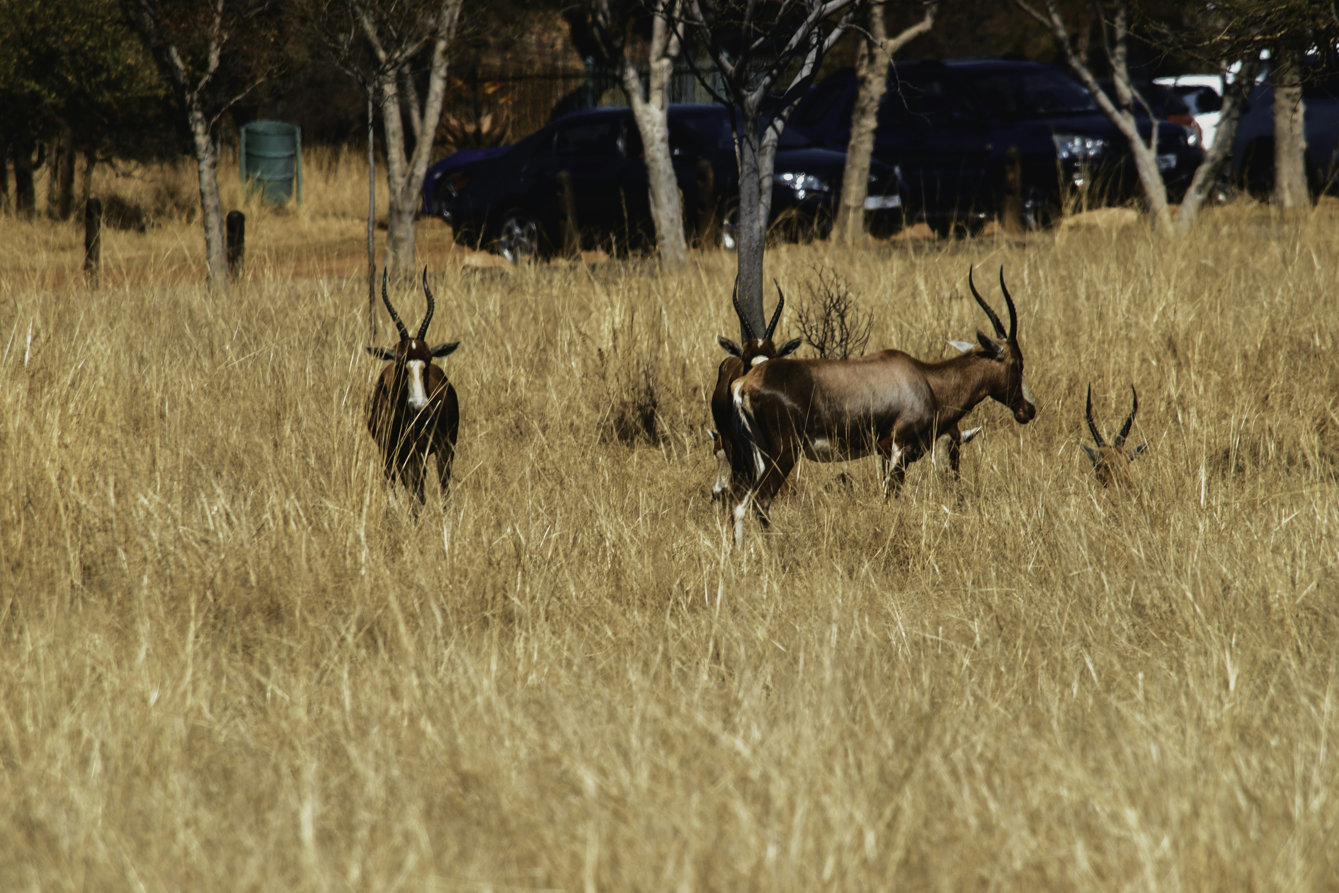Three antelopes walk through dry grass