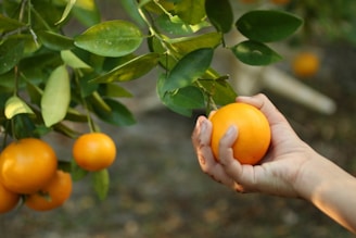 Hand picking an orange from a tree