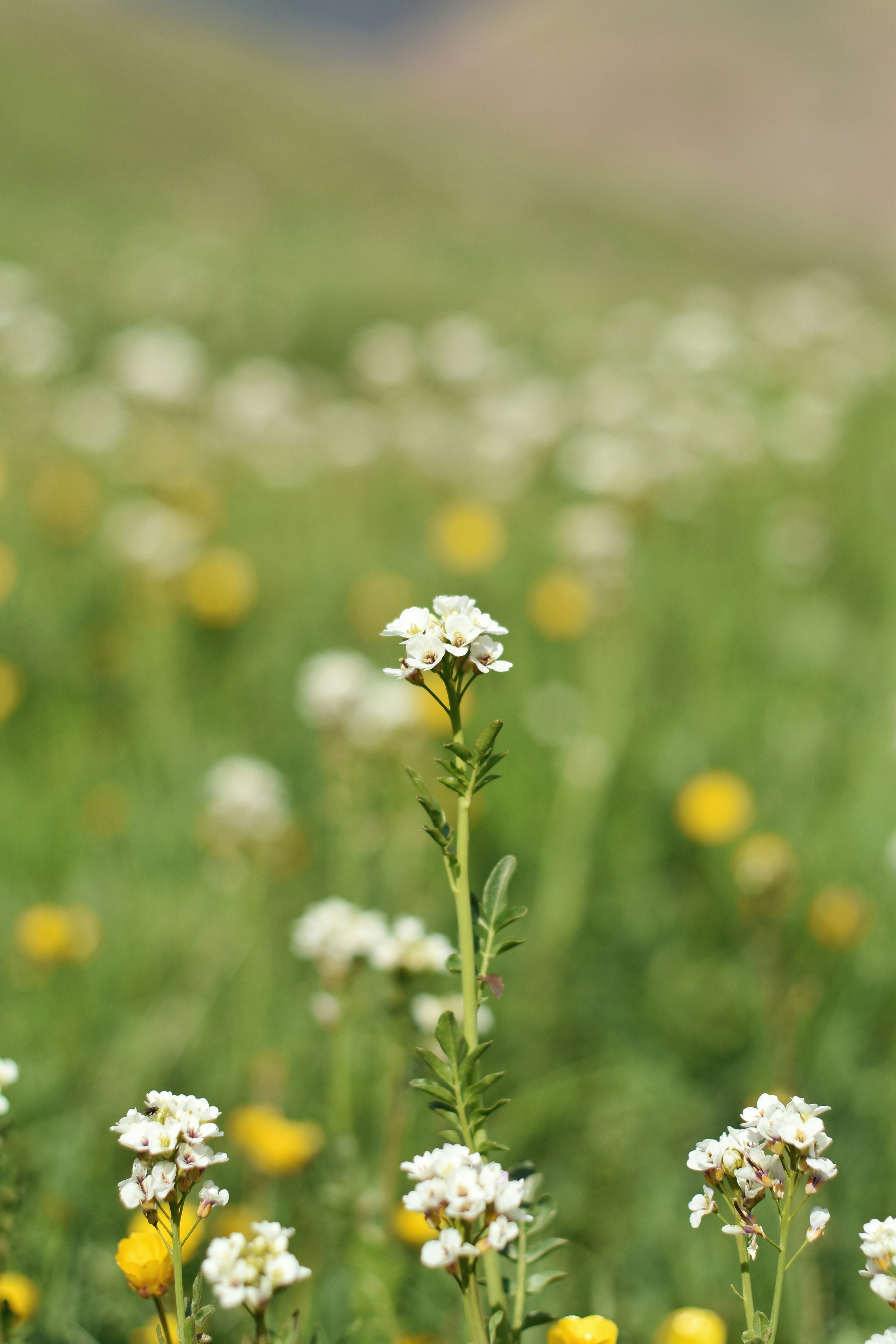 Photo by aliisarvari