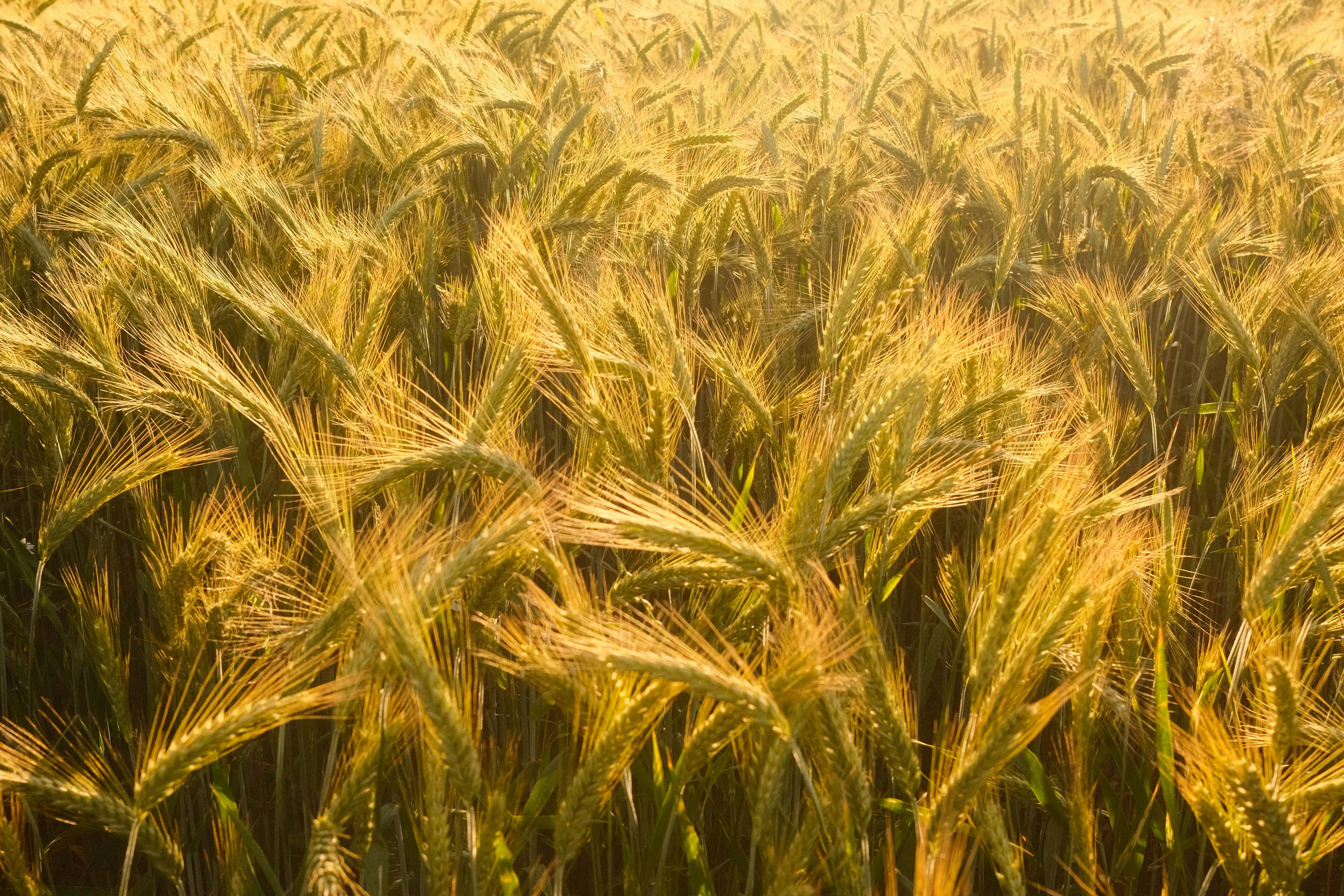 Golden wheat field swaying gently in the breeze