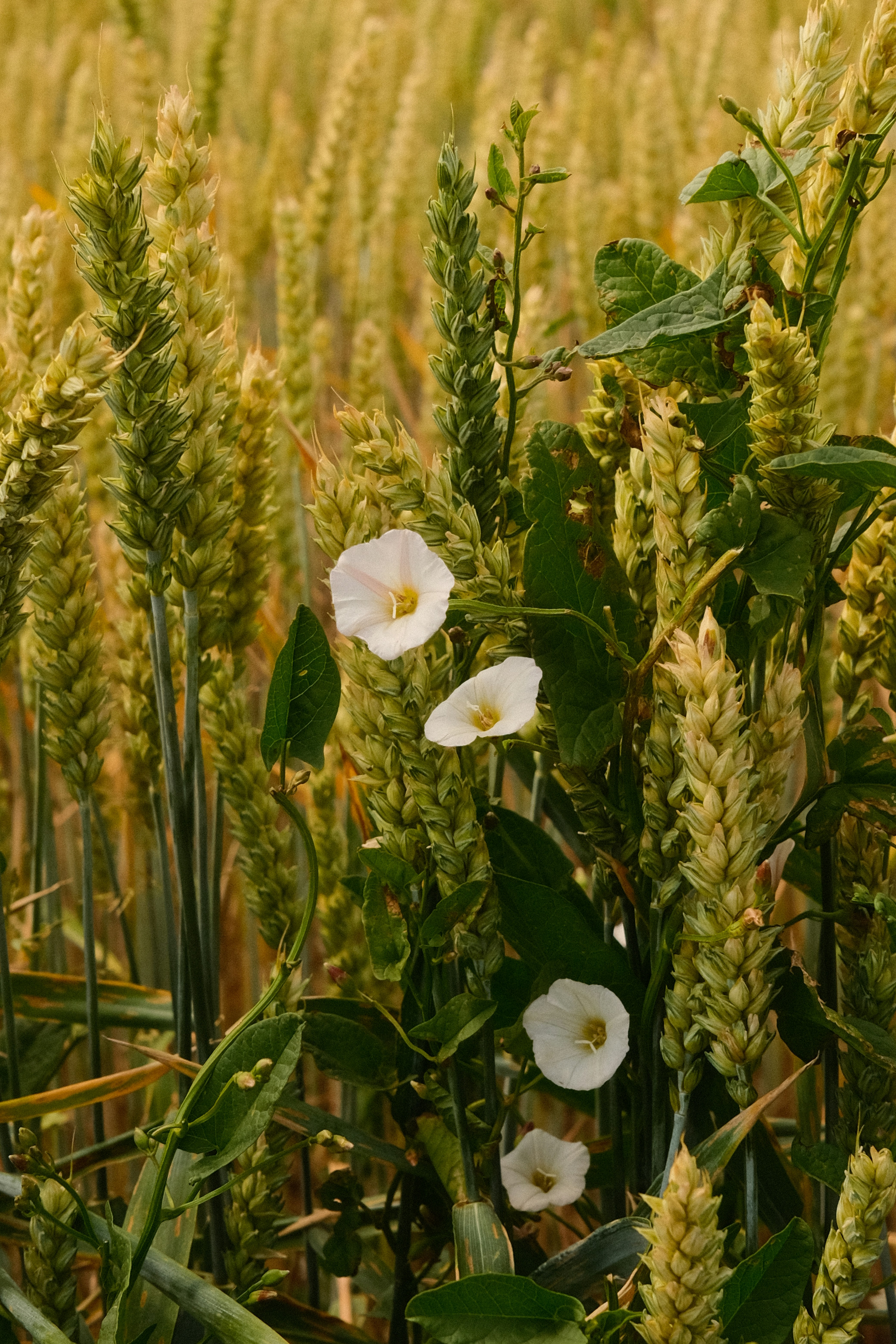 White wildflowers bloom in a wheat field.