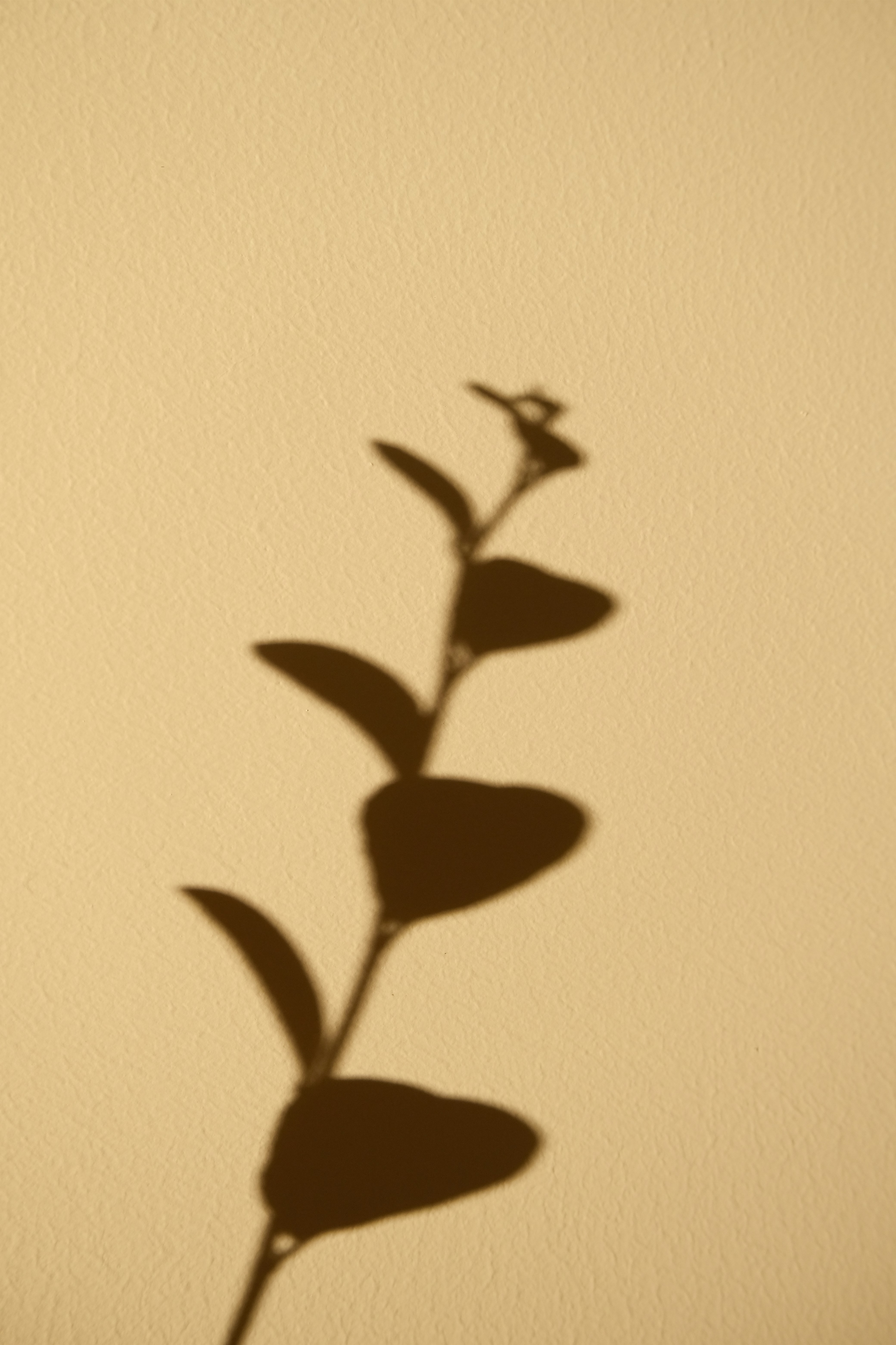 Shadow of a plant branch on a wall