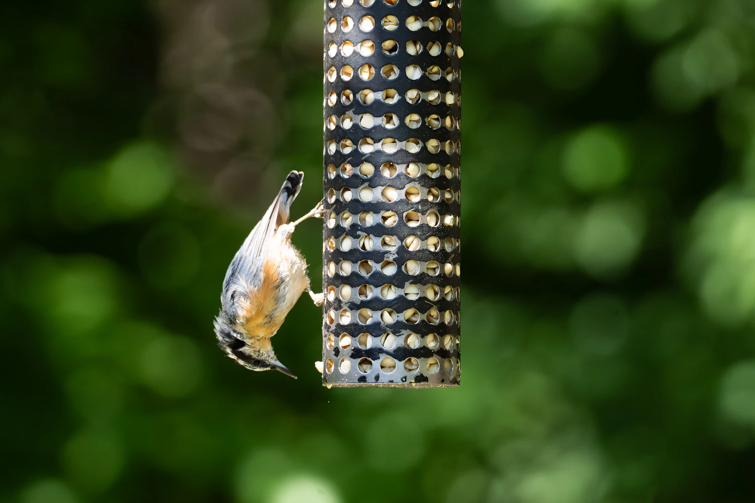 A nuthatch clinging upside down to a perforated steel tube feeder against green leaves