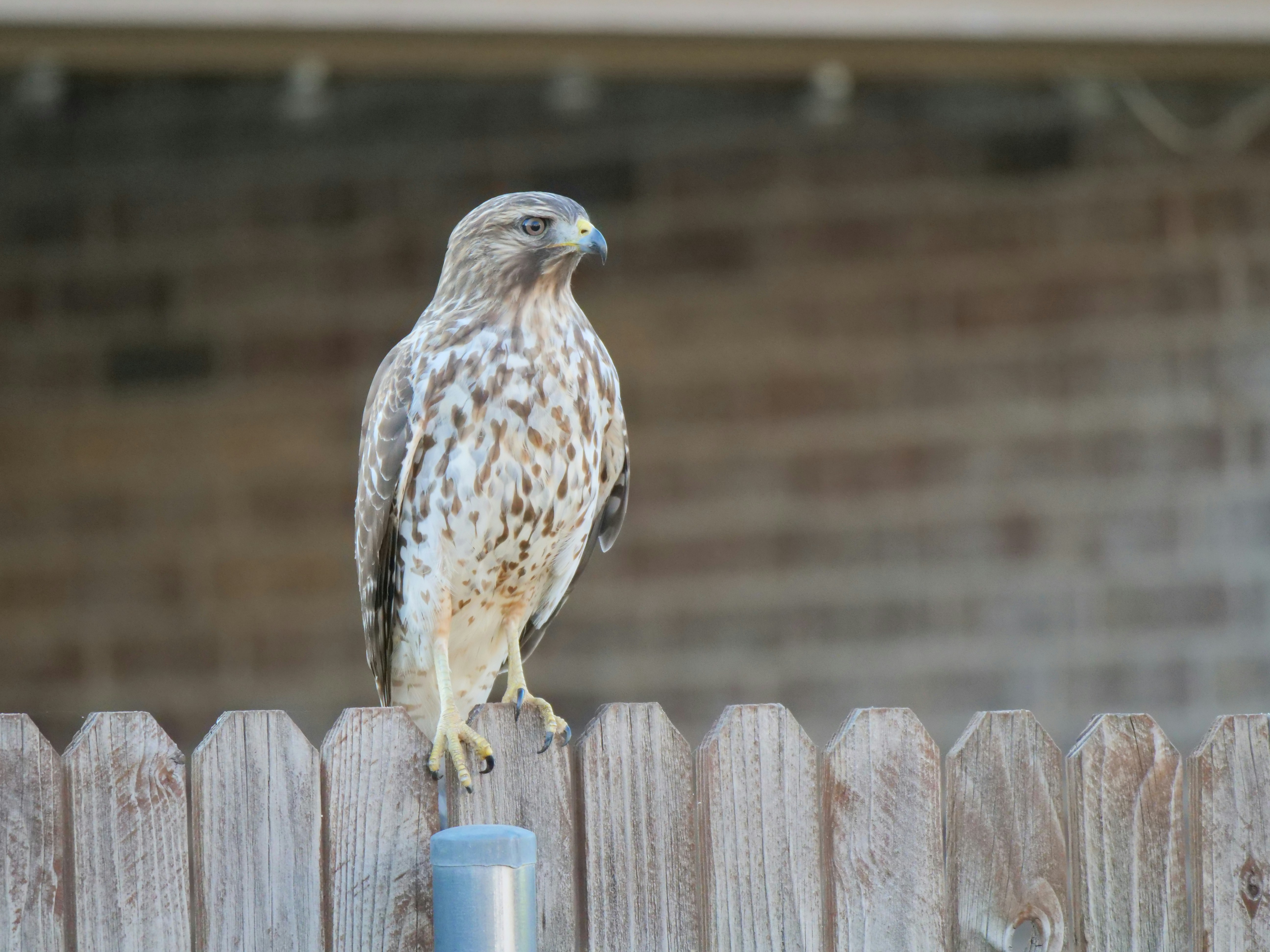 A hawk perched on a wooden fence
