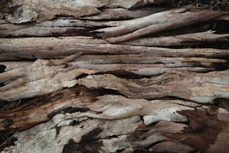 Close-up of weathered, textured tree bark