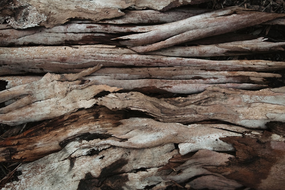 Close-up of weathered, textured tree bark