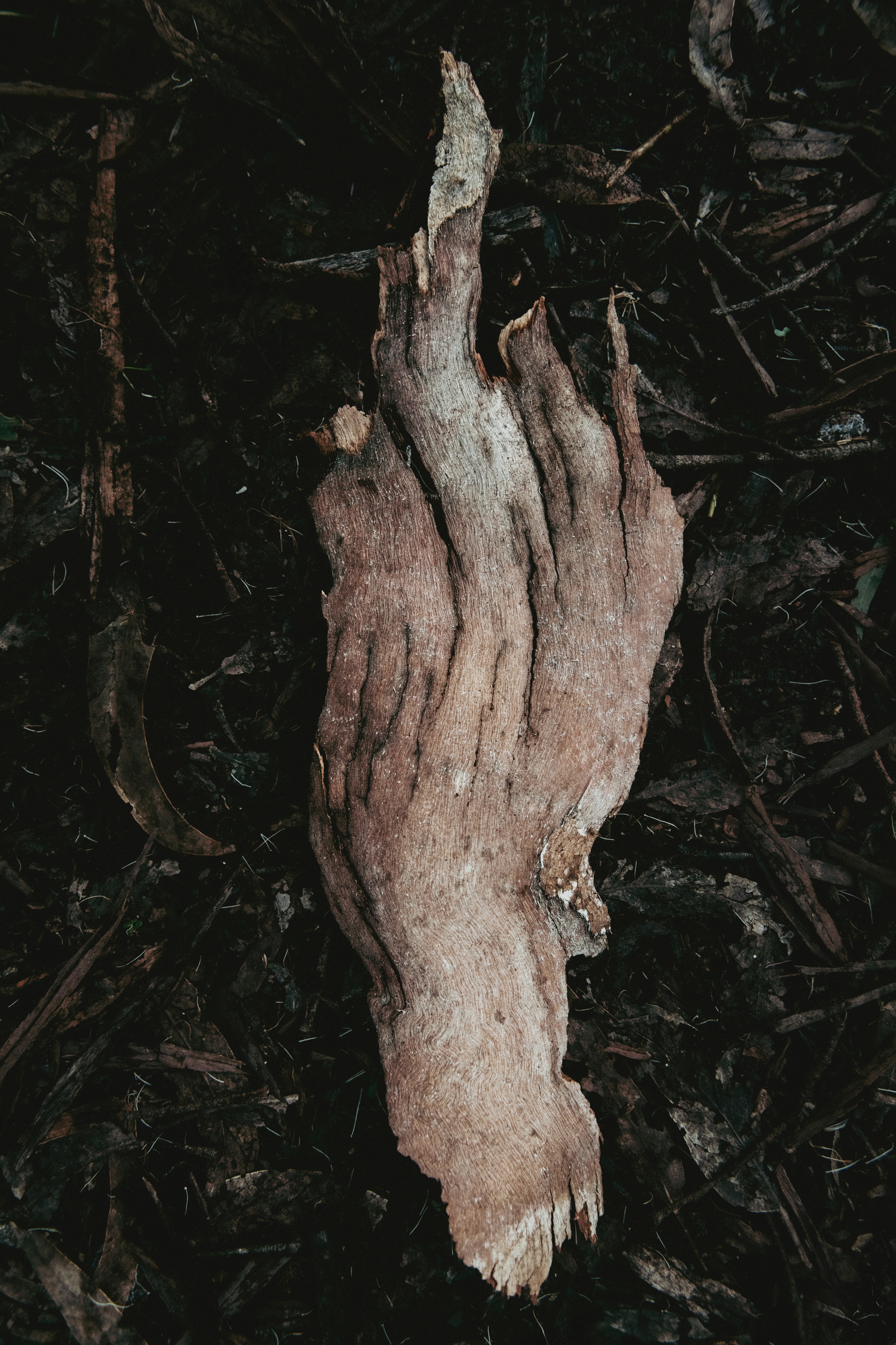 A piece of weathered driftwood on dark ground