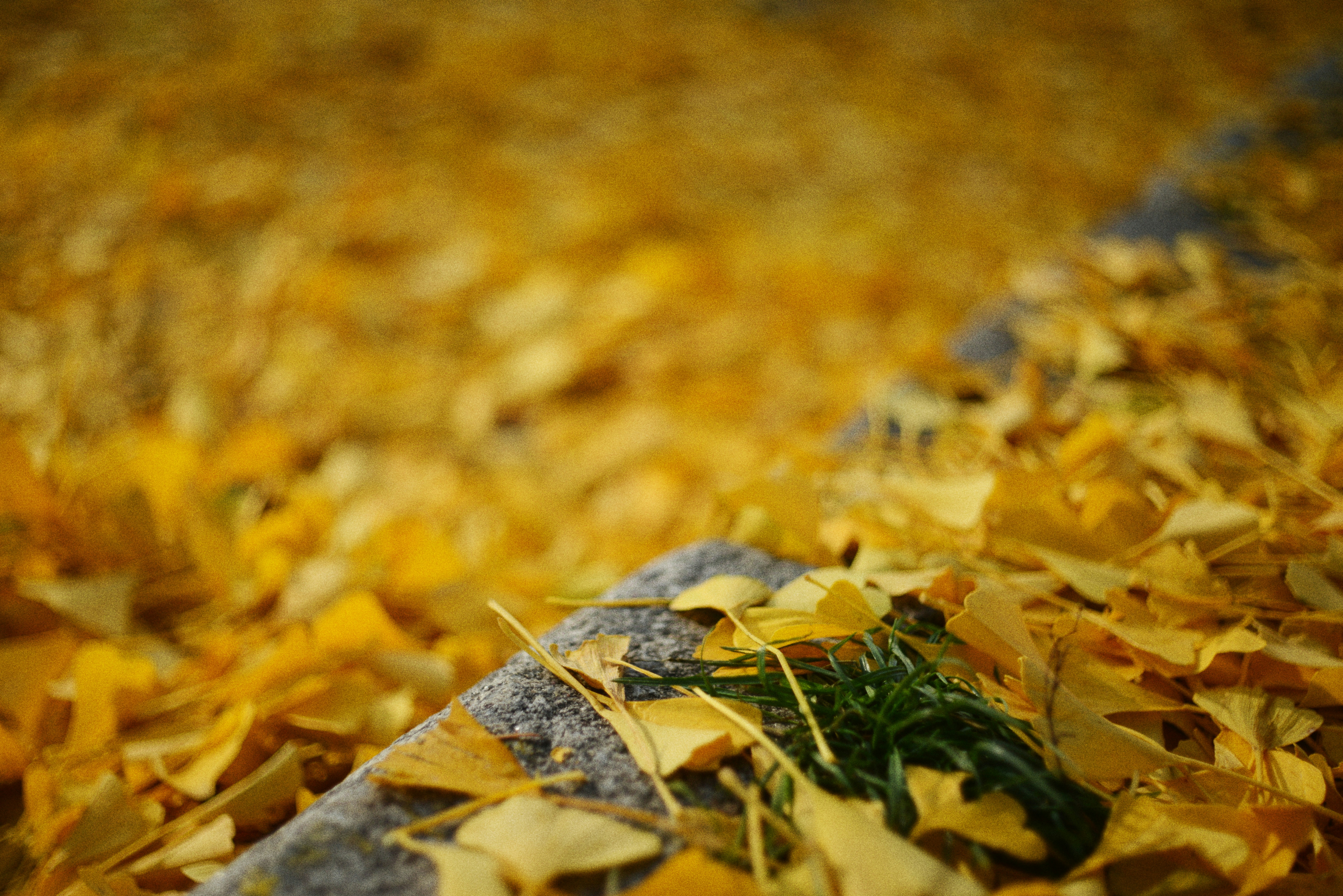 Photo by cherstve_pechivo