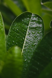 Close-up of a wet green leaf with water droplets.