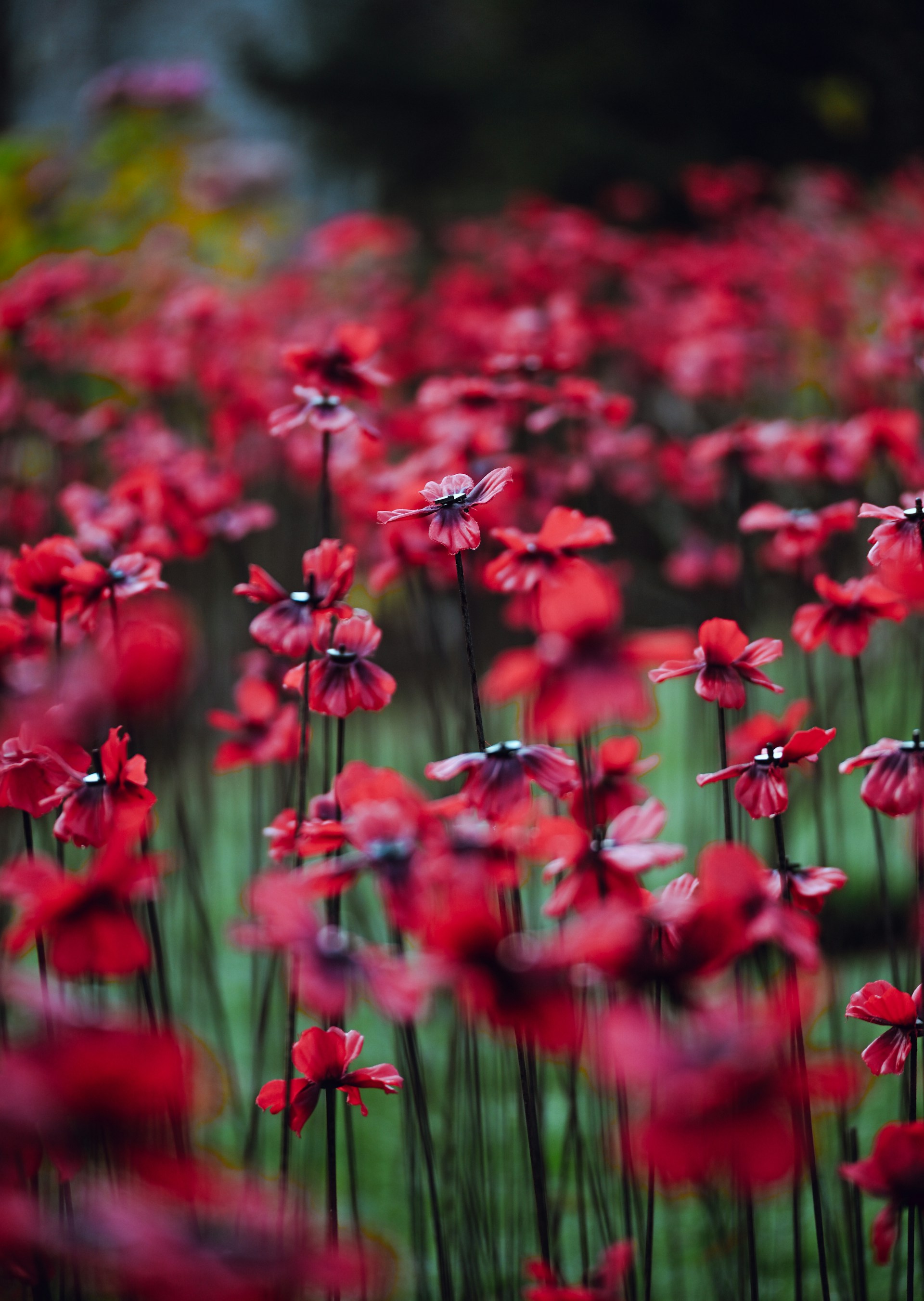 Field of vibrant red poppies in soft focus