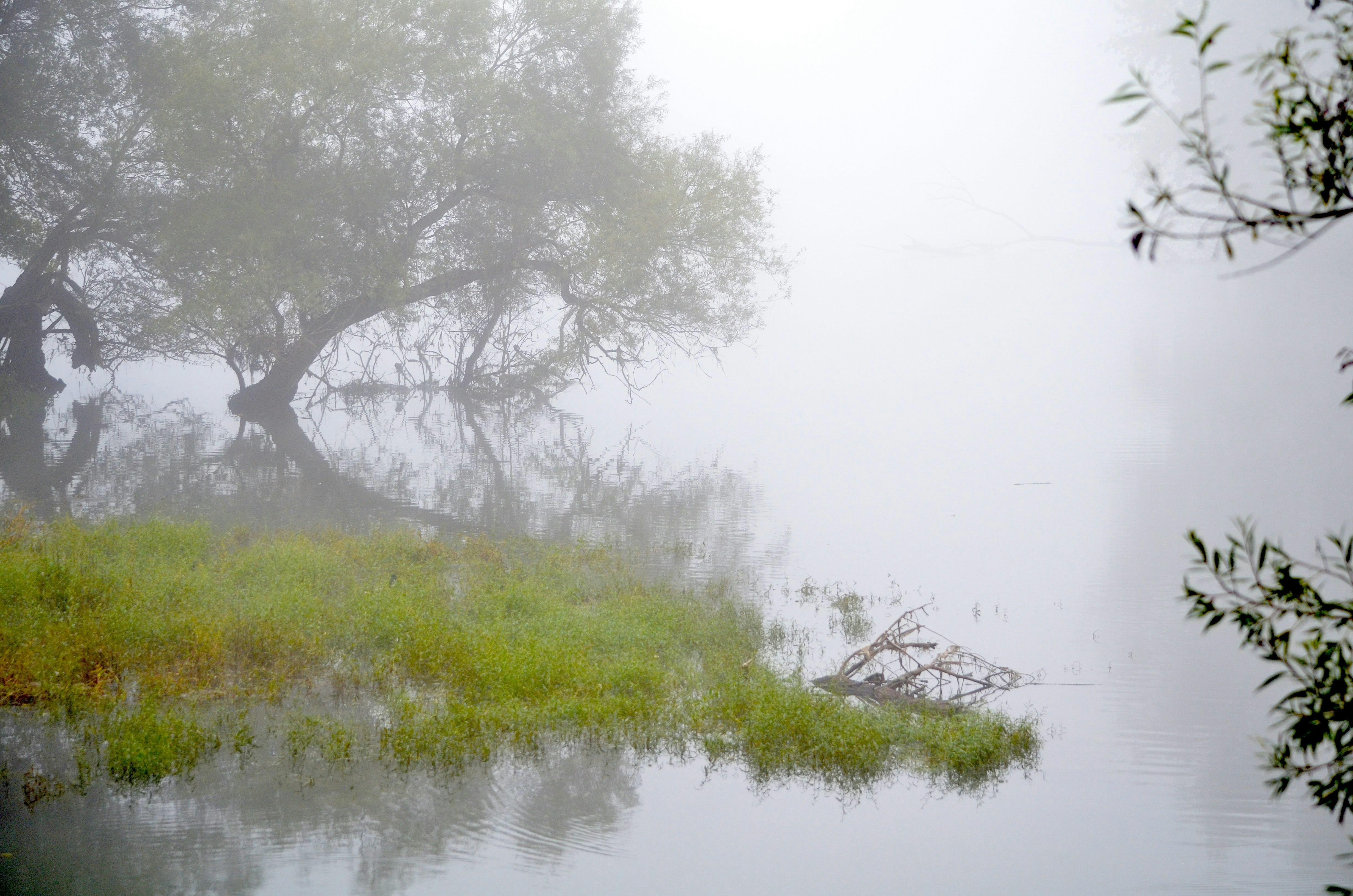 Nebliger Morgen über einem ruhigen See mit Bäumen.