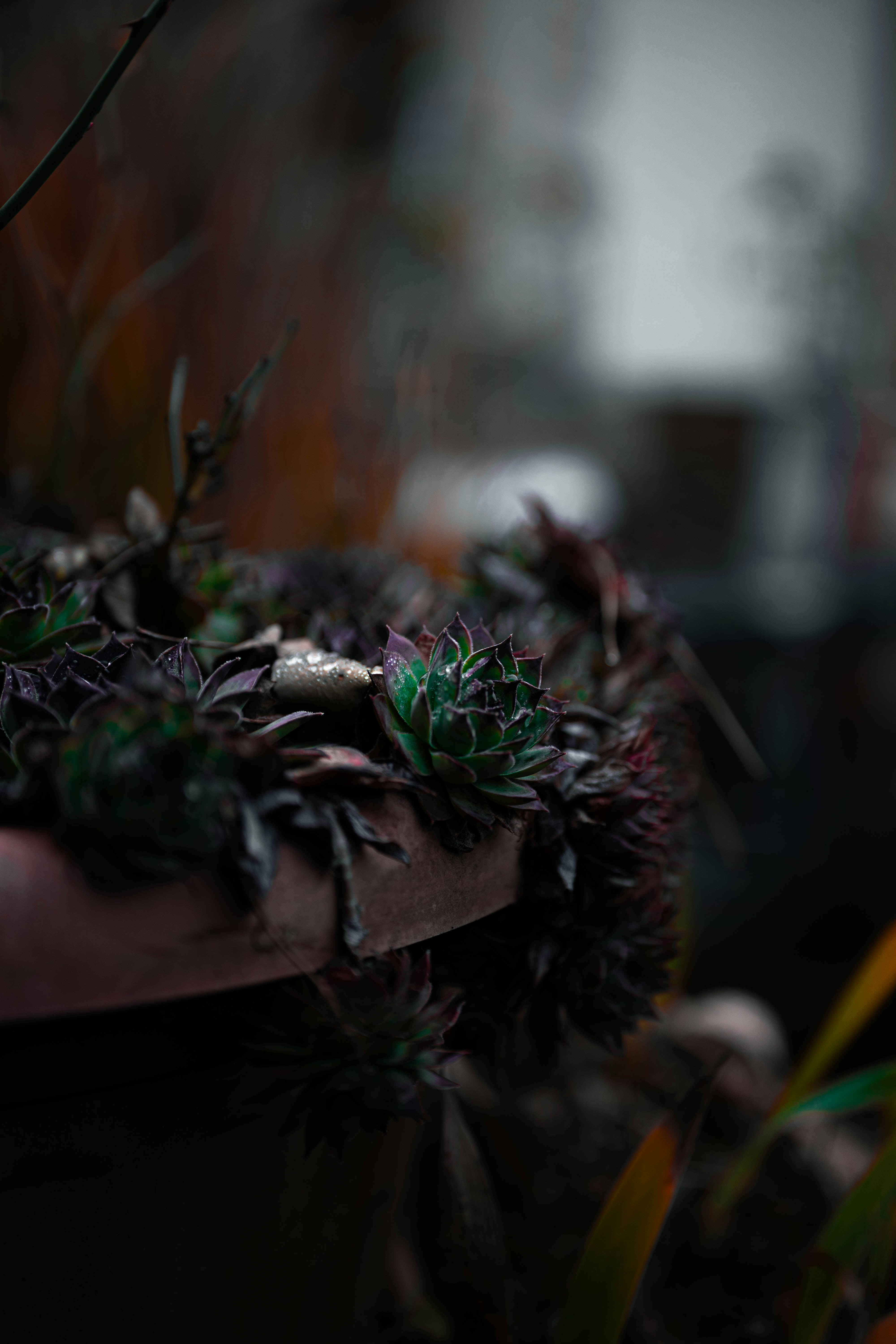 Succulent plants in a terracotta pot outdoors.