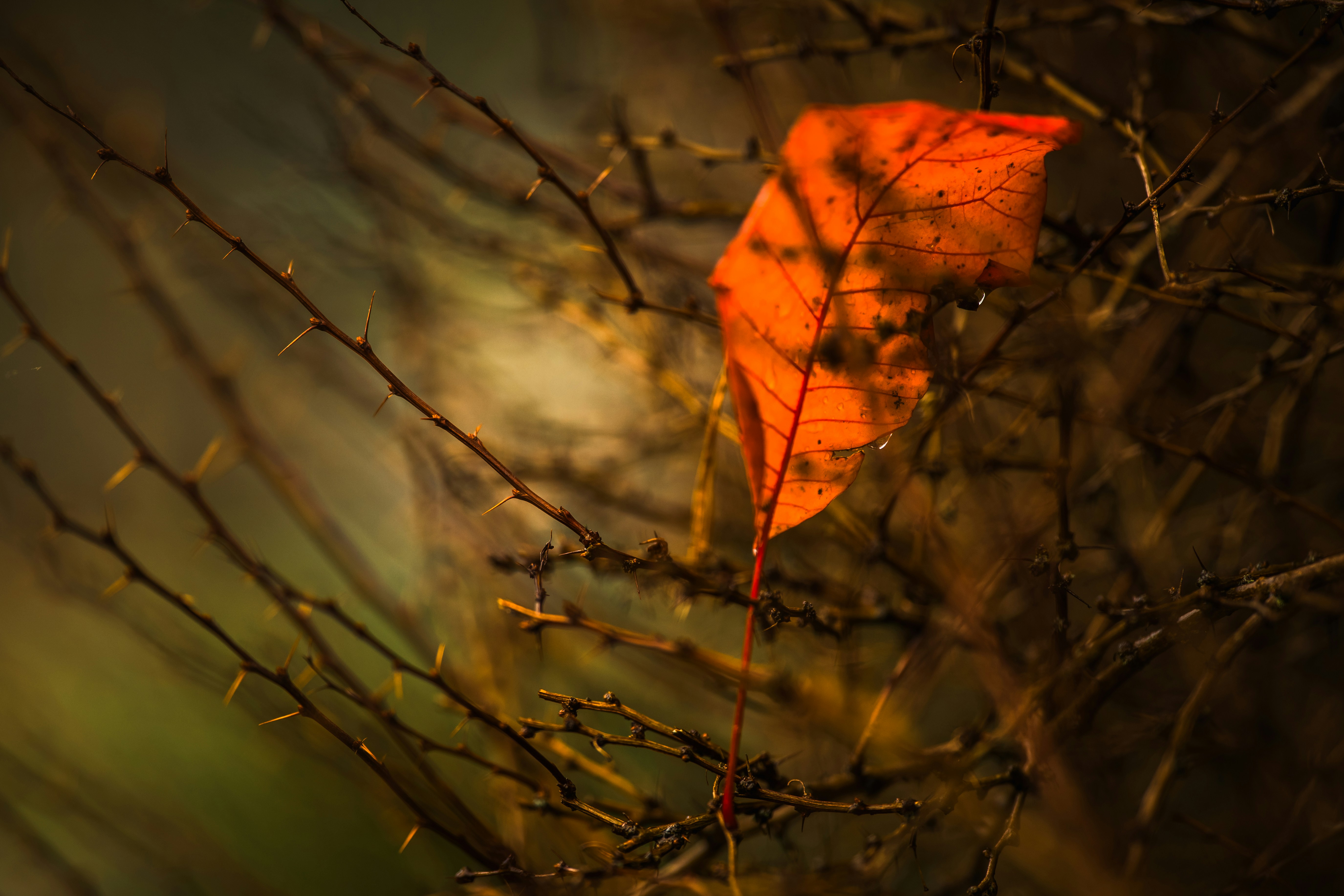 A single orange leaf clinging to a thorny branch