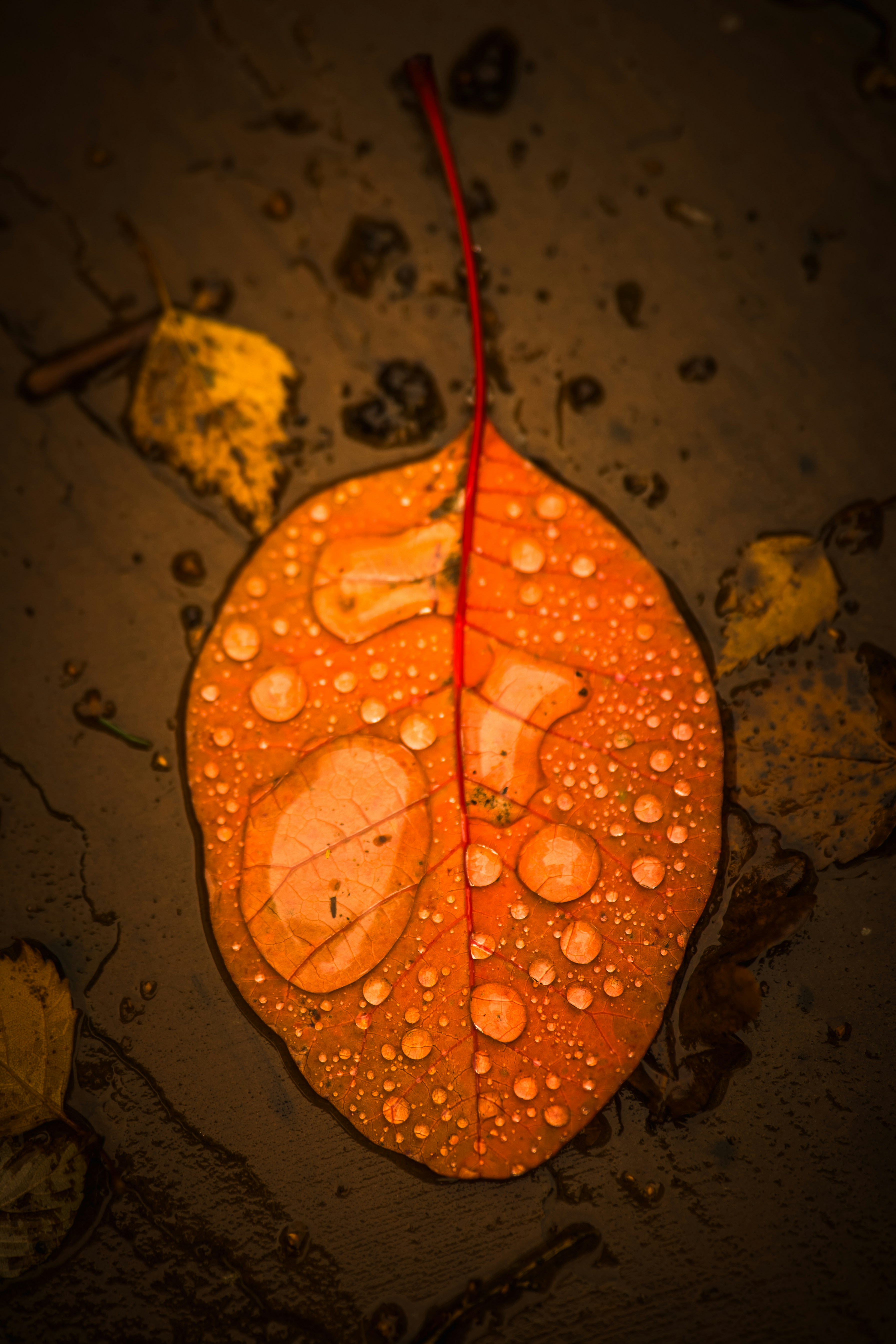 Orange leaf with water droplets on dark ground