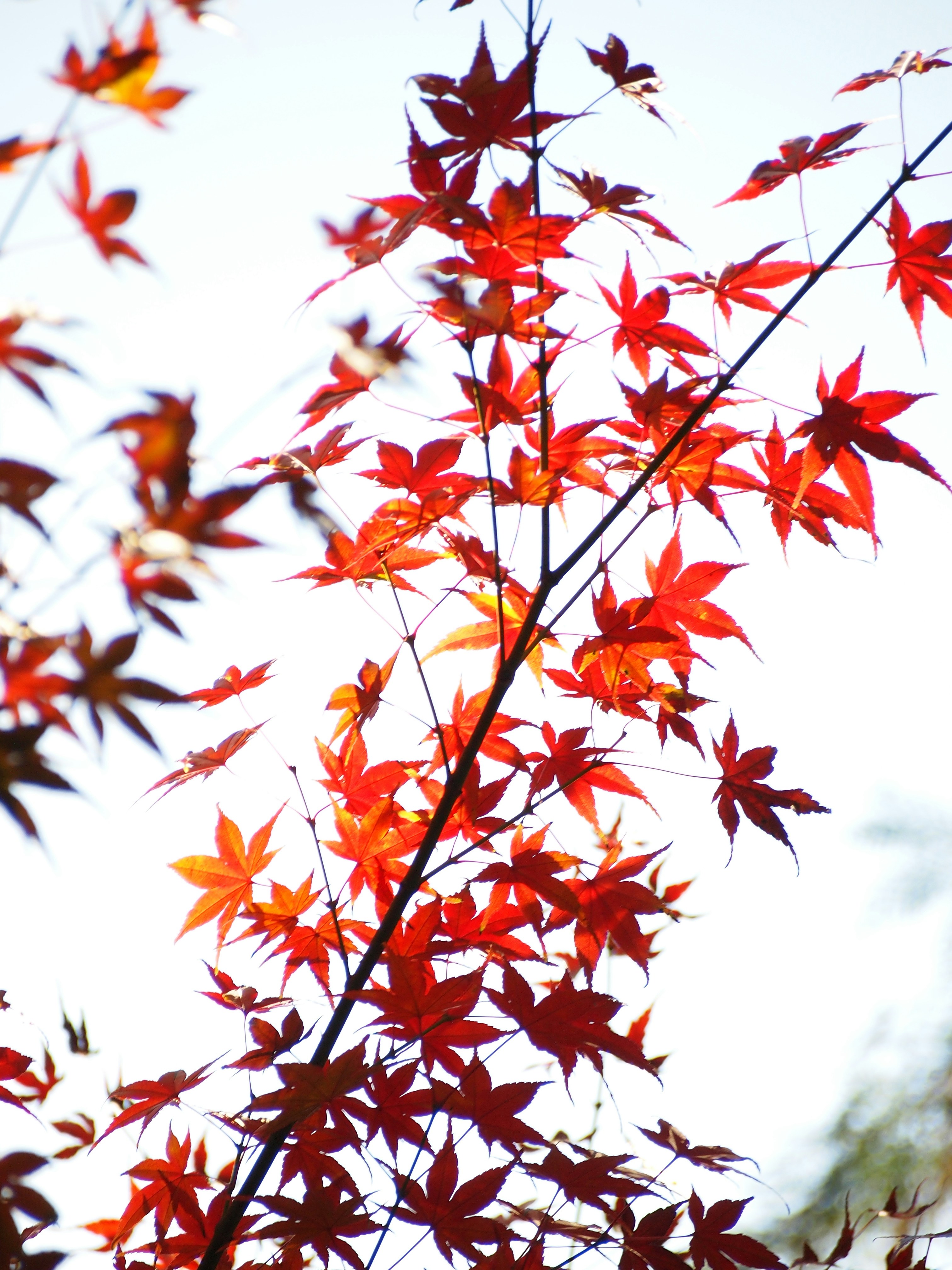 Photo by shawnieyang0606