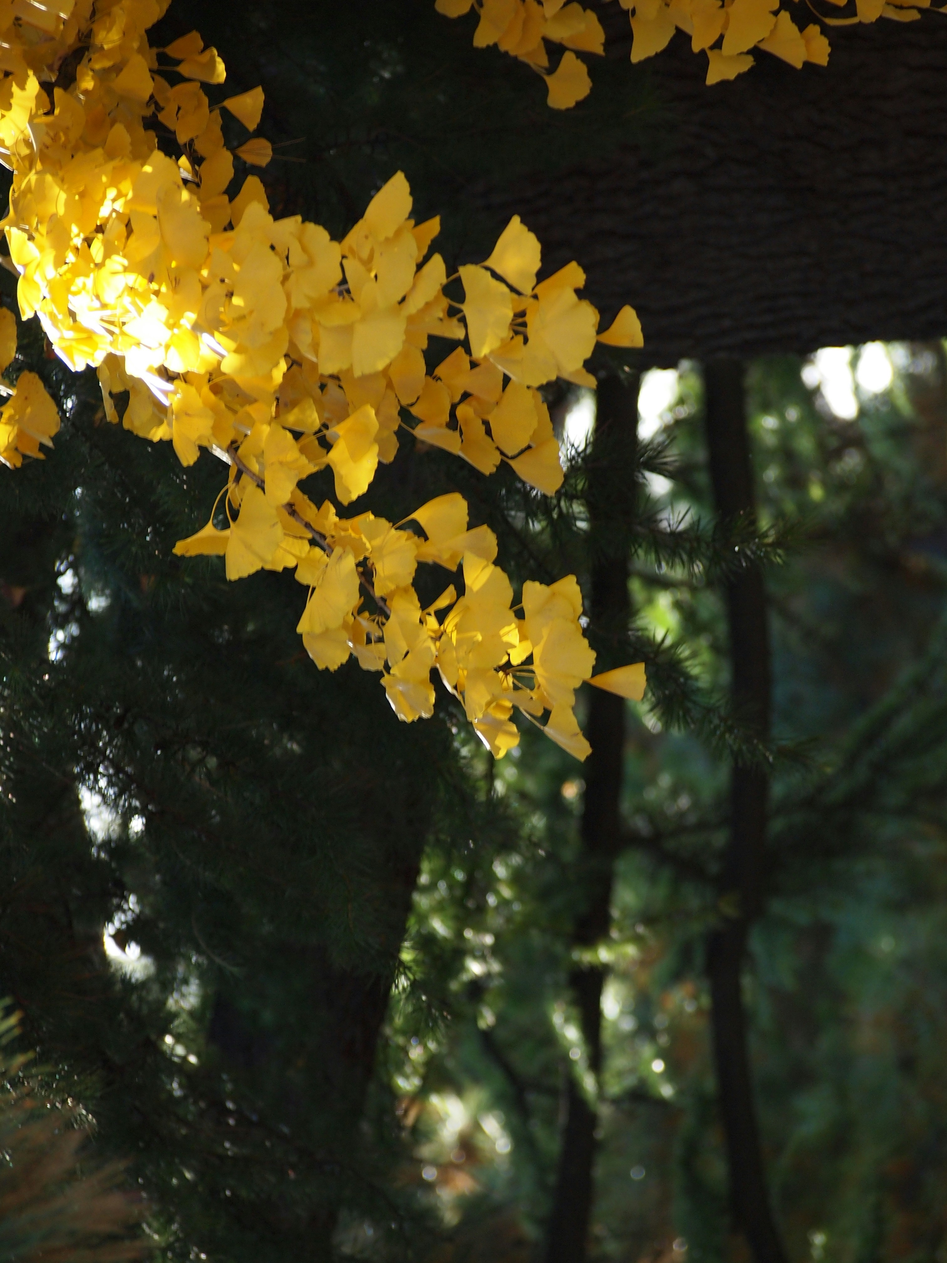 Golden ginkgo leaves against dark green foliage
