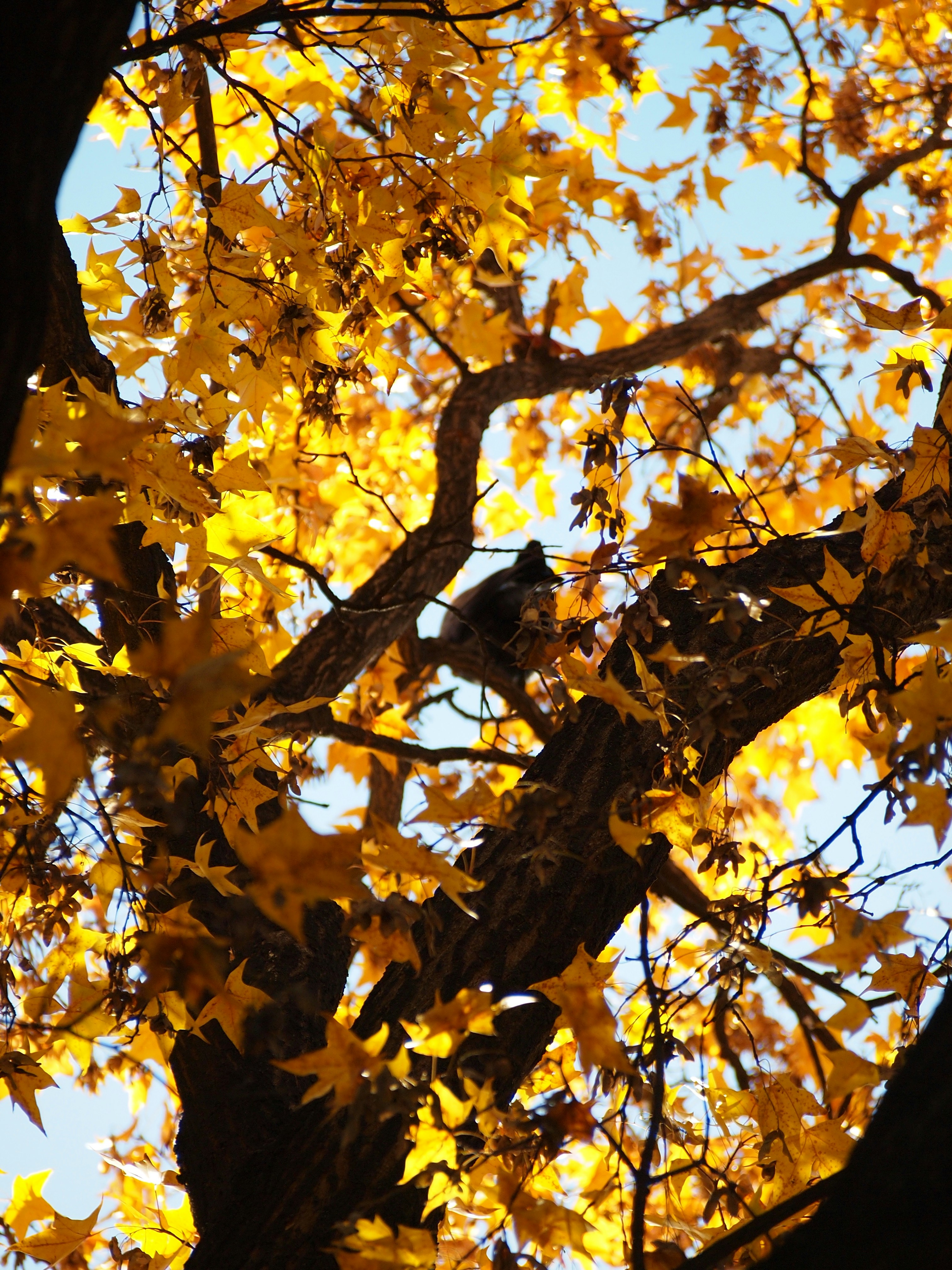 Photo by shawnieyang0606