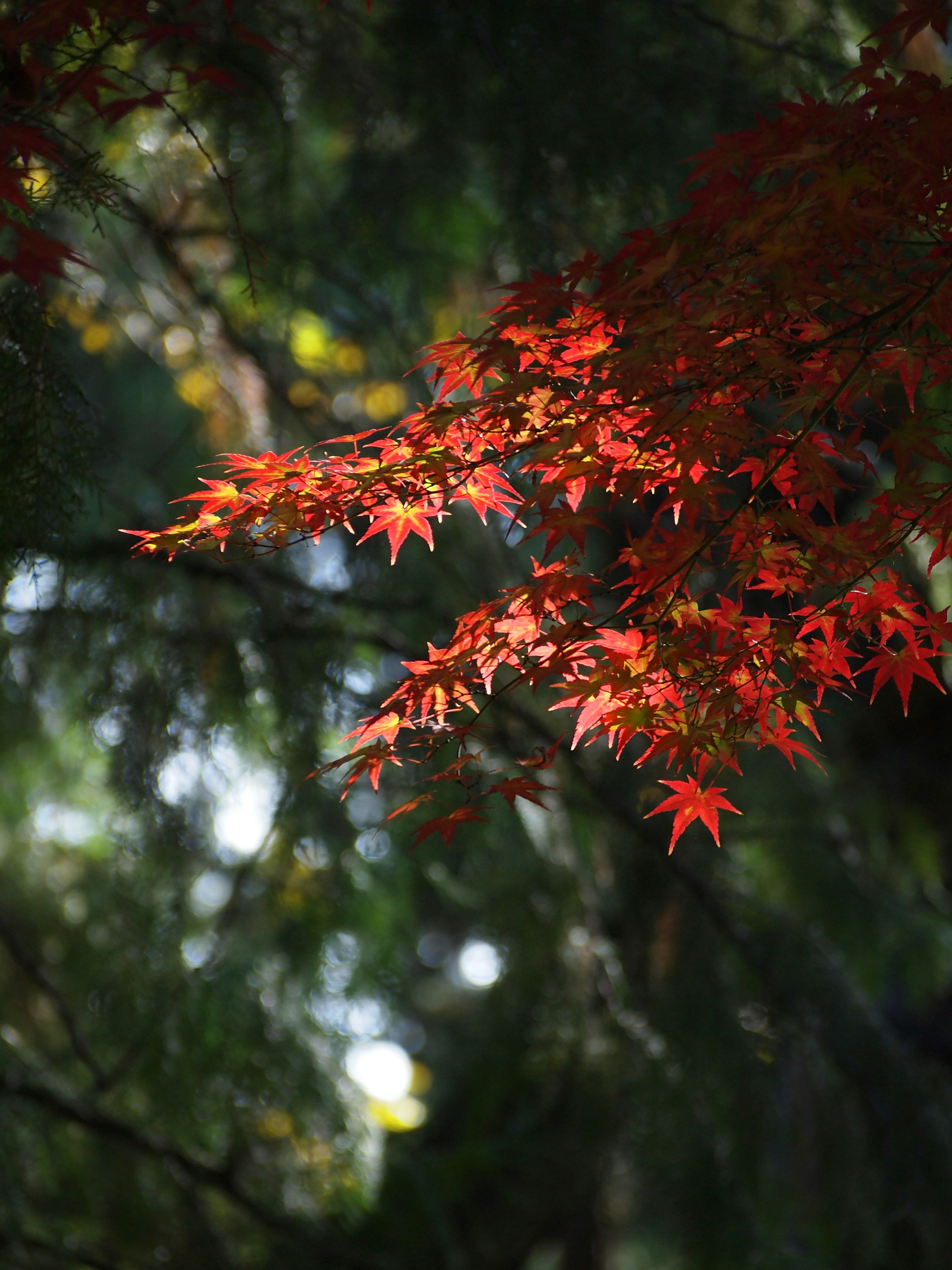 Photo by shawnieyang0606