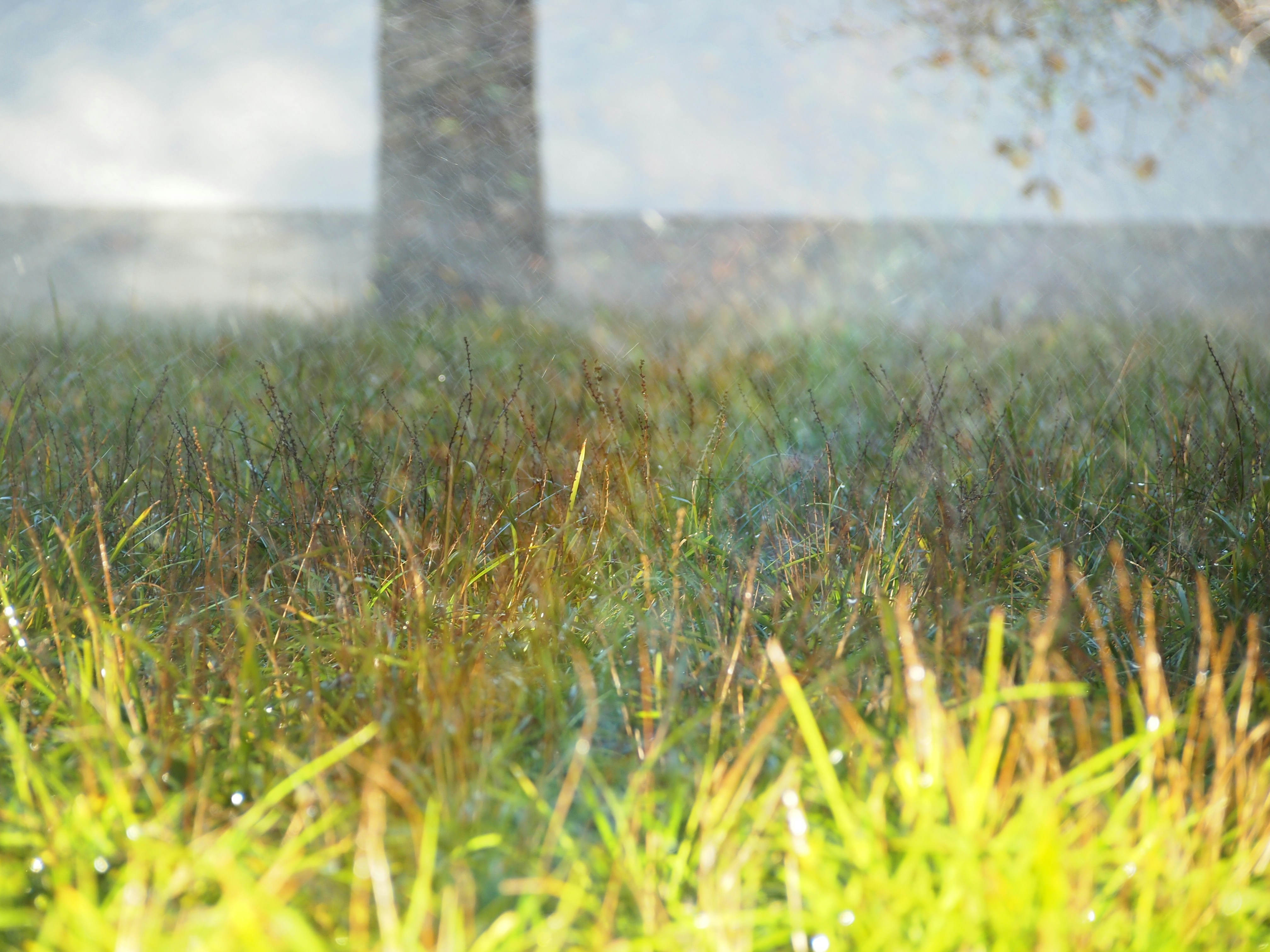 Dew drops on grass with a rainbow